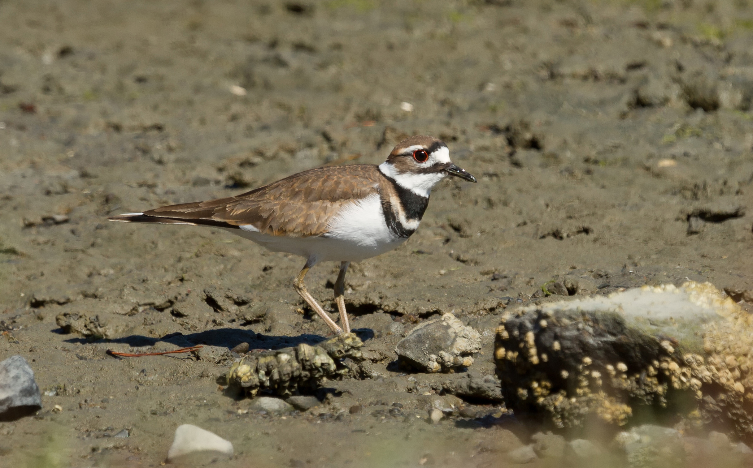 Killdeer (Charadrius vociferus) at Richardson Bay