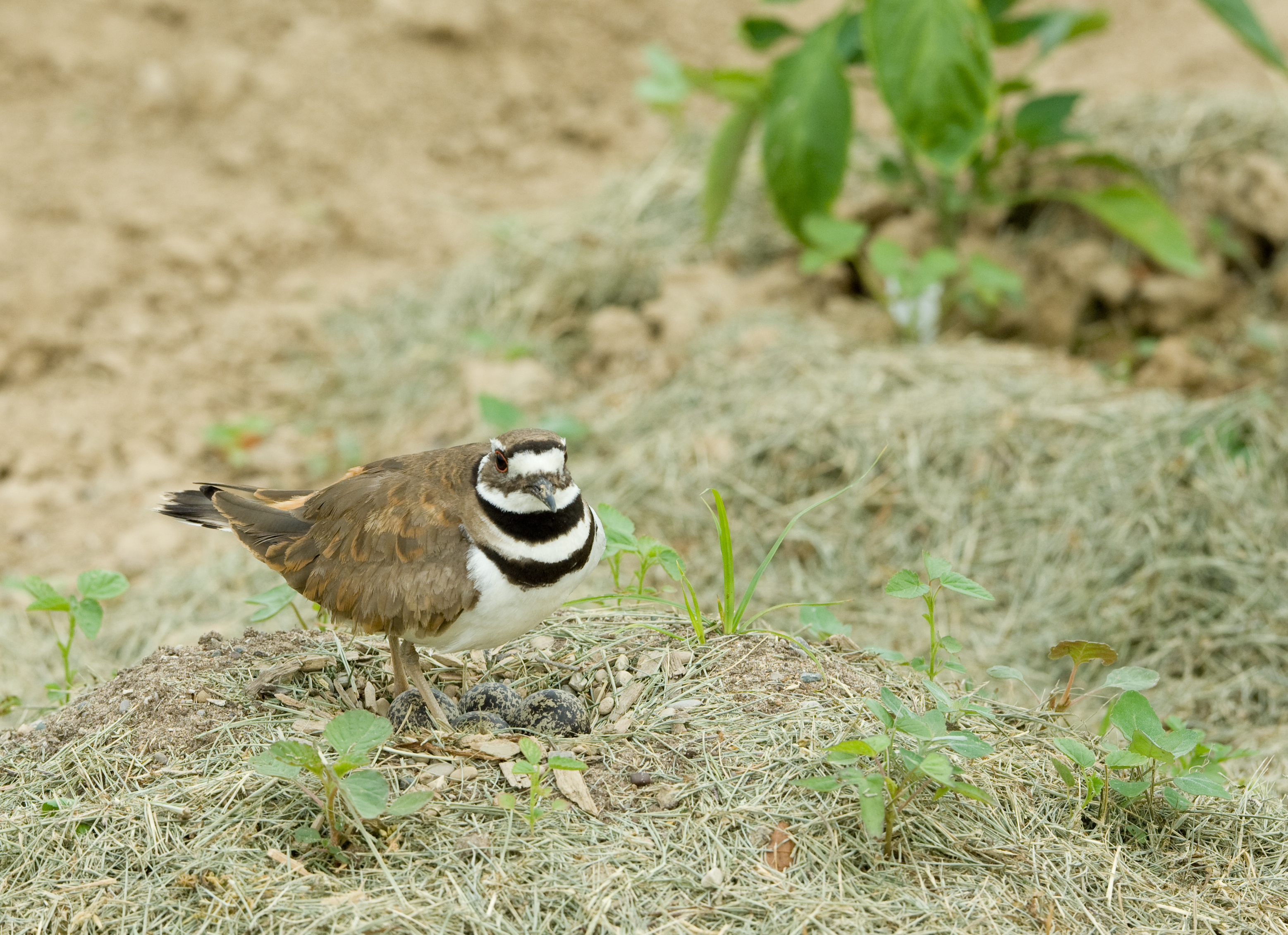 Killdeer on nest (Charadrius vociferus)
