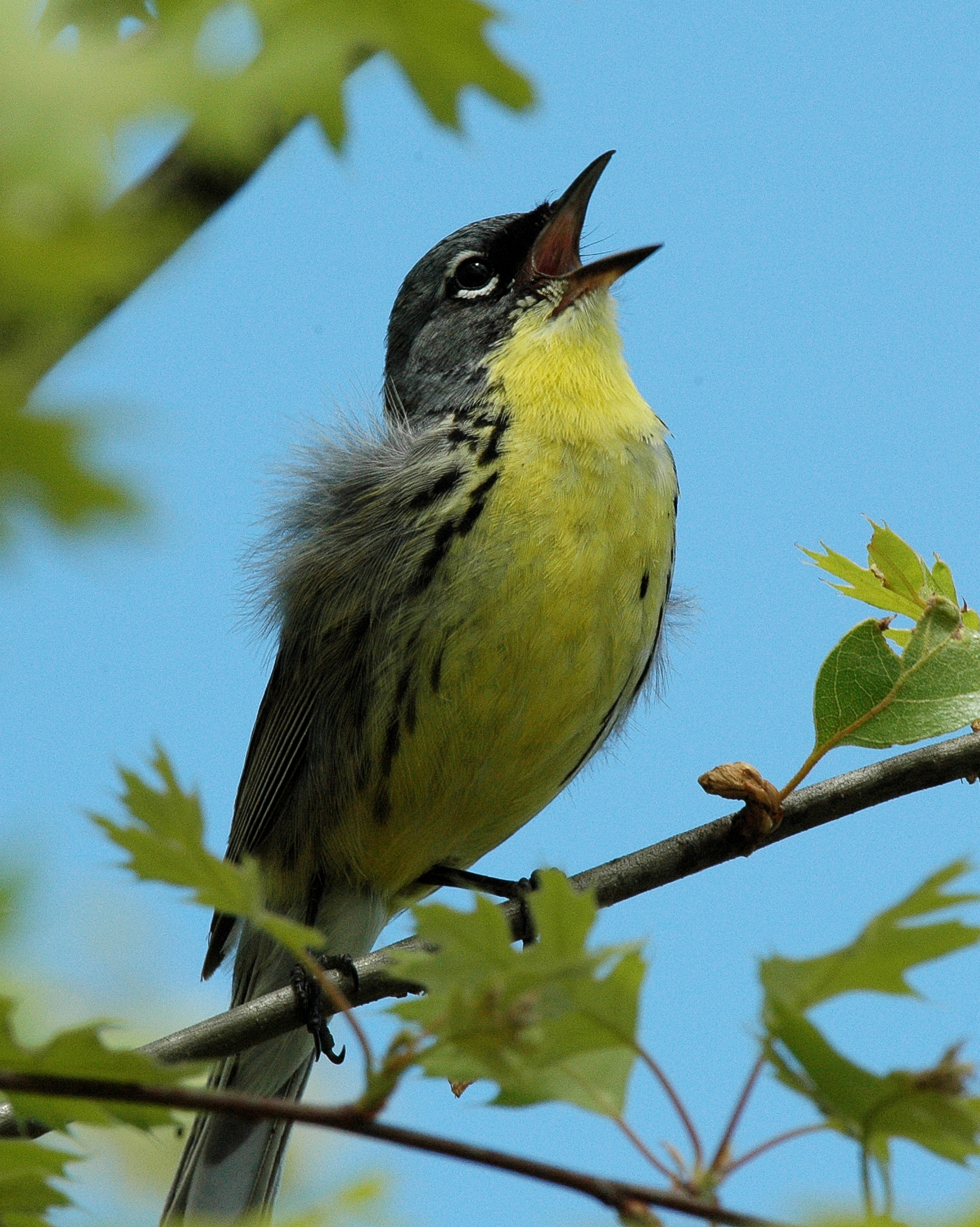 Kirtland's Warbler, Grayling, Michigan 1