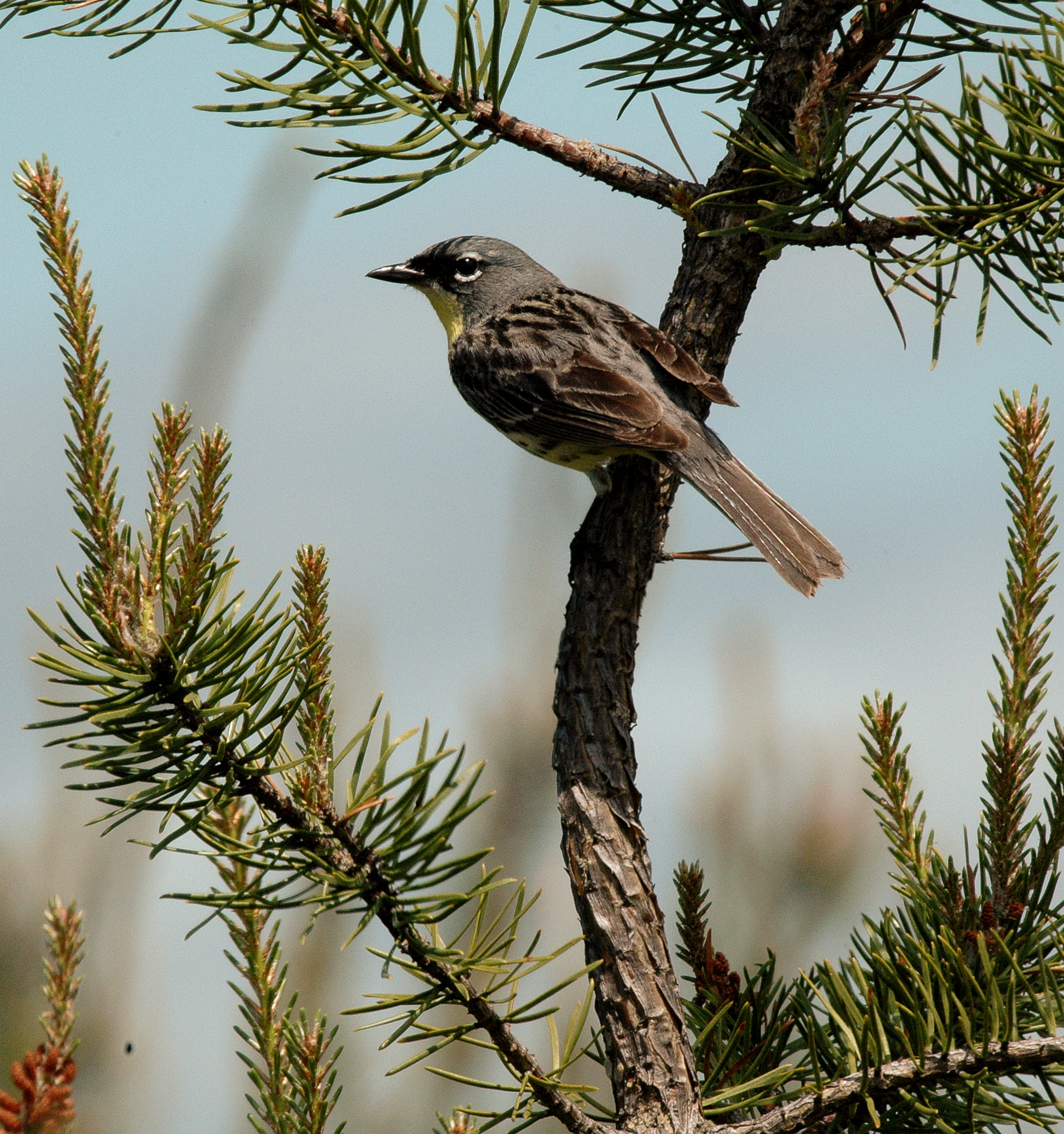Kirtland's Warbler, Grayling, Michigan 4