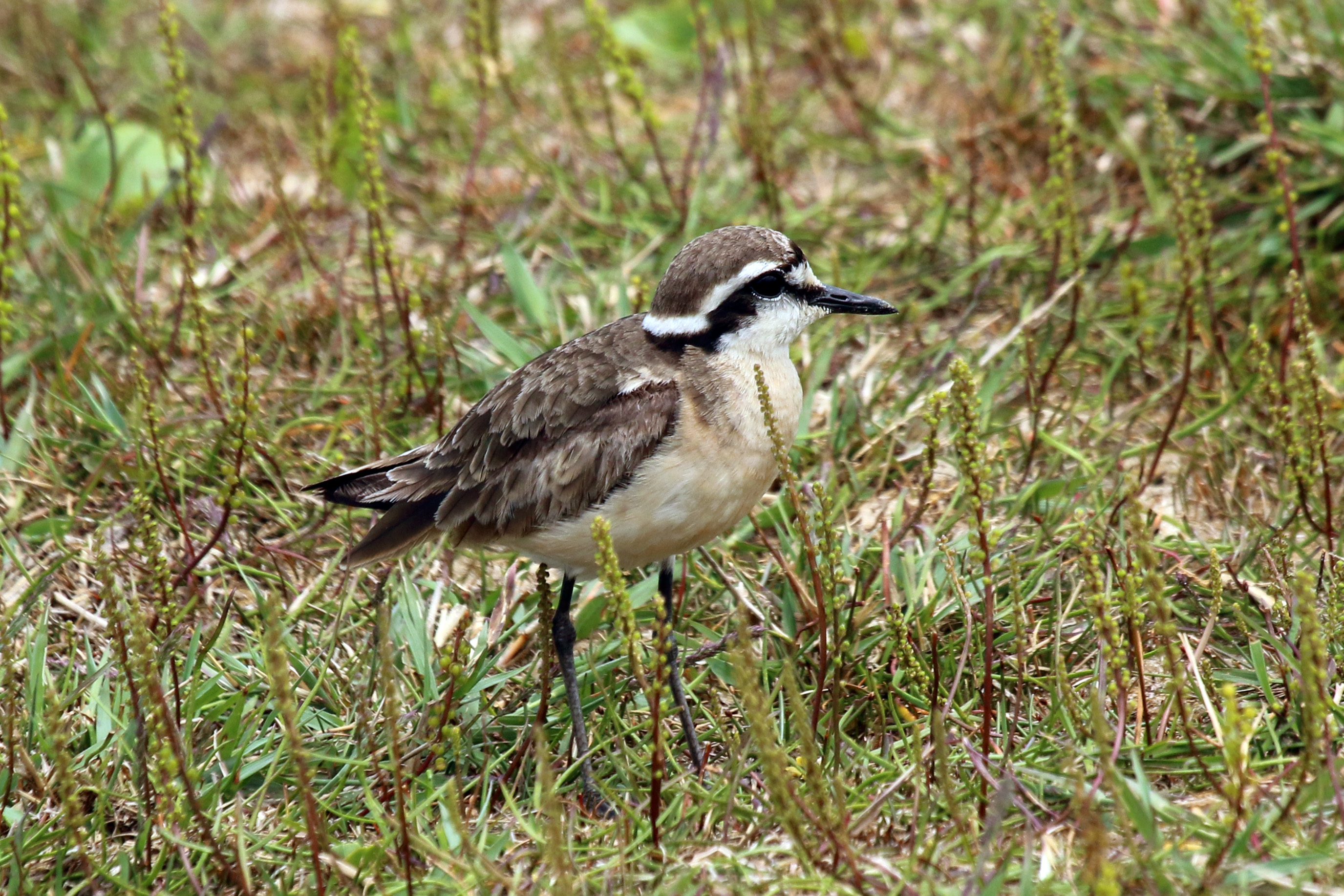 Kittlitz's plover (Charadrius pecuarius)