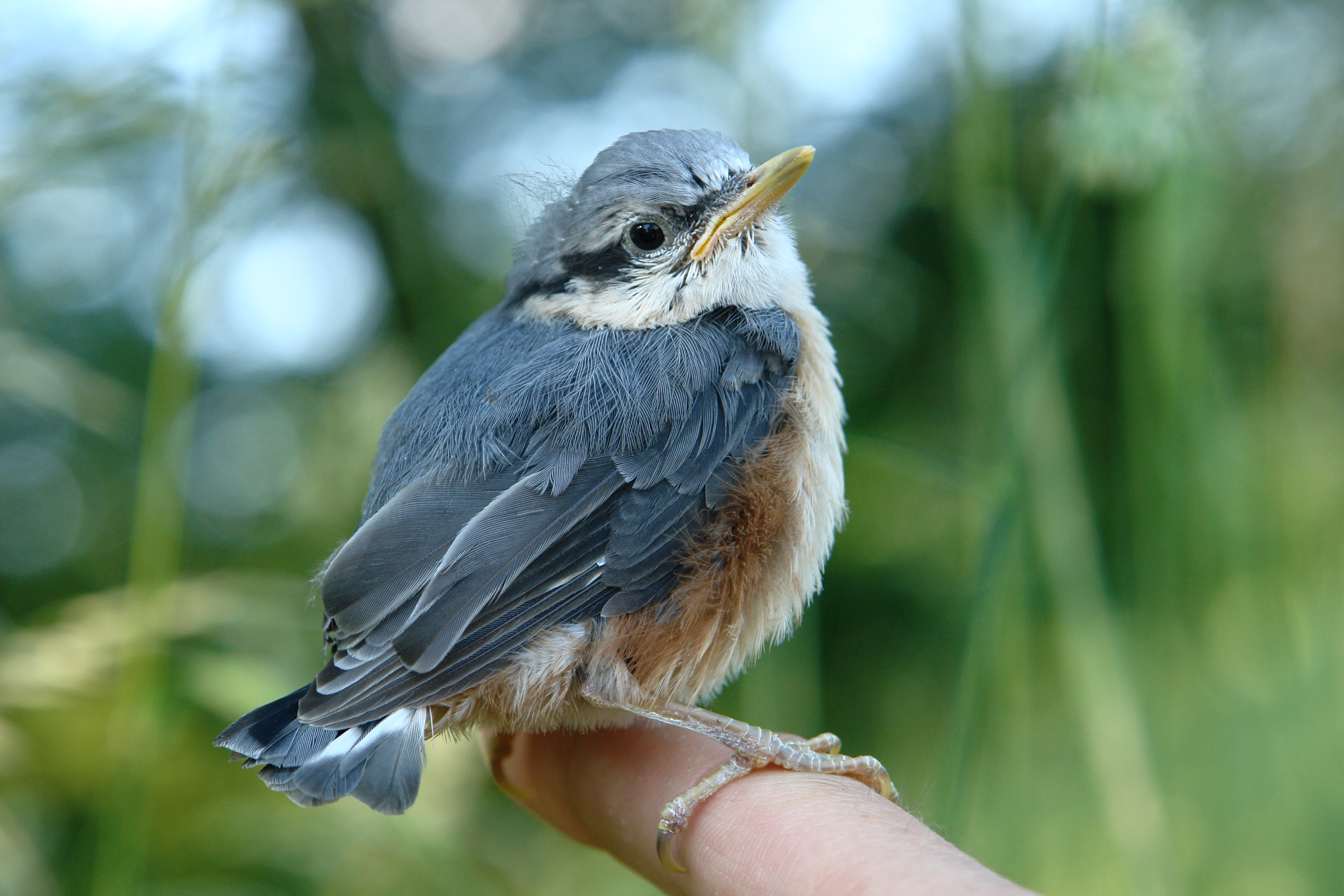 Kleiber - Sitta europaea
