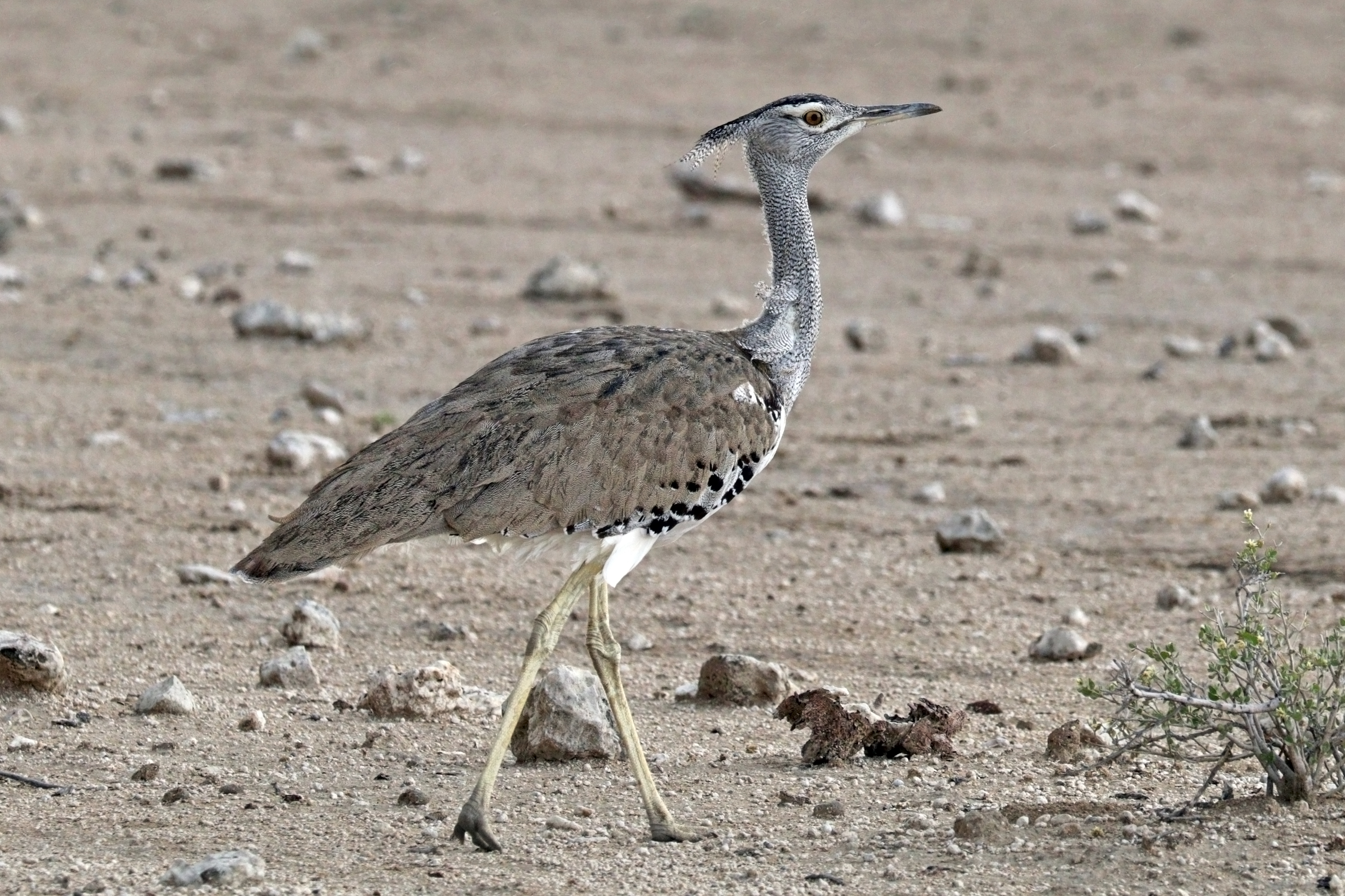 Kori bustard (Ardeotis kori kori) female