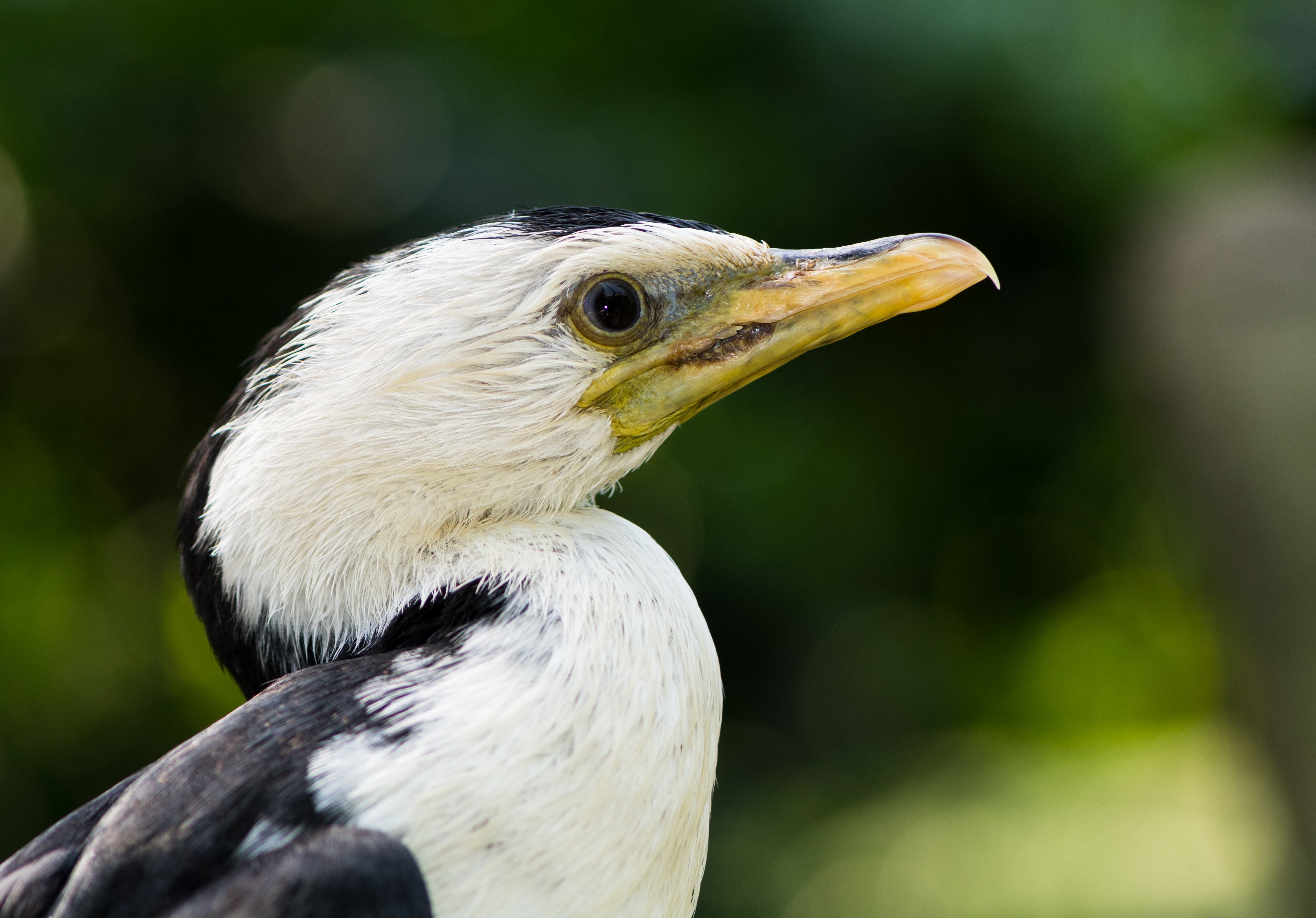 Kräuselscharbe Phalacrocorax melanoleucos 01 2014
