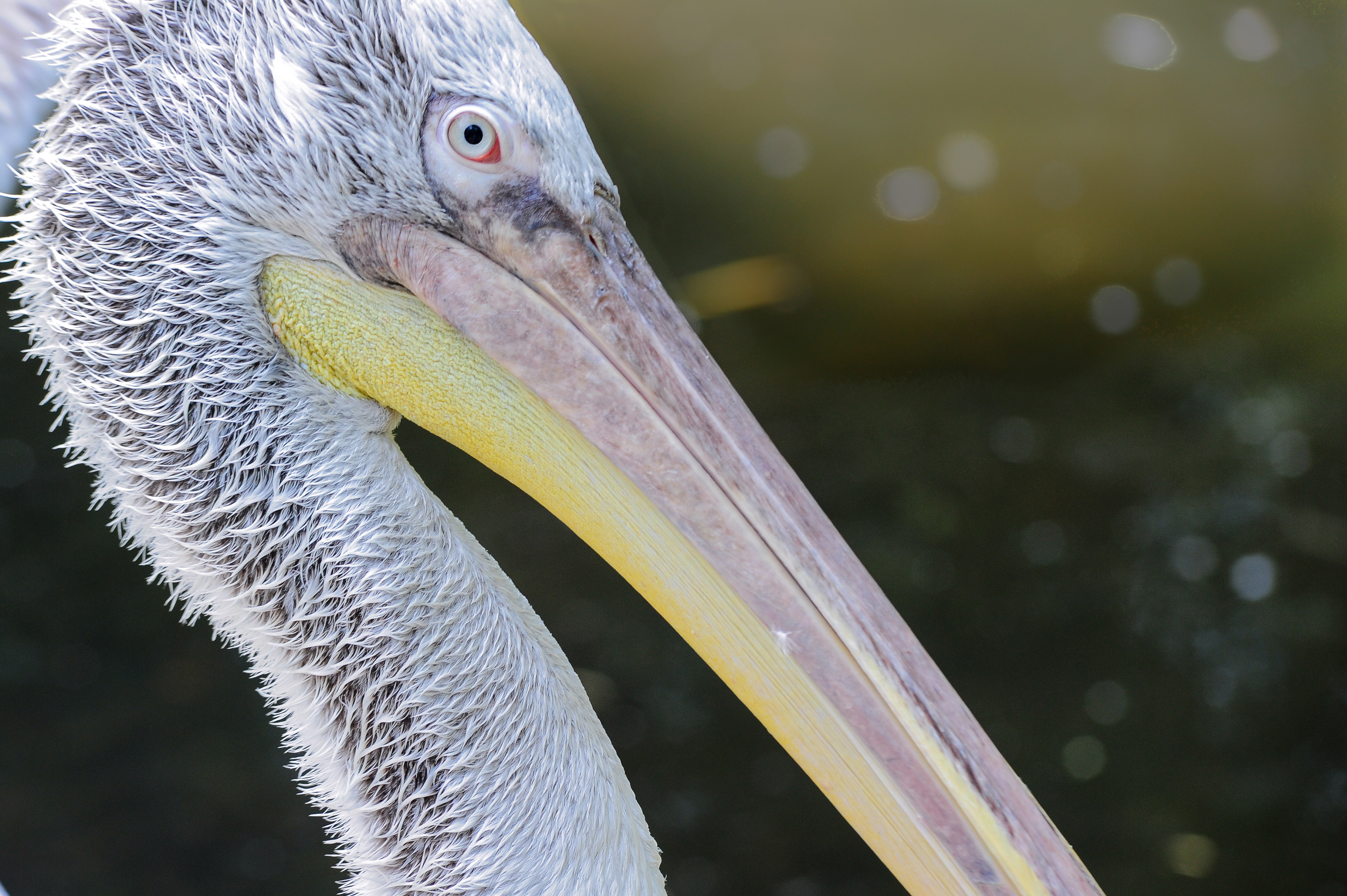 Krauskopfpelikan (Pelecanus crispus)