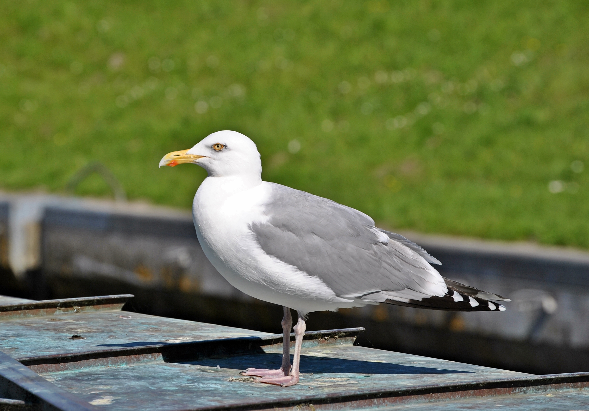 Krummhörn, Greetsiel, Hafen, 2010-06 CN-01