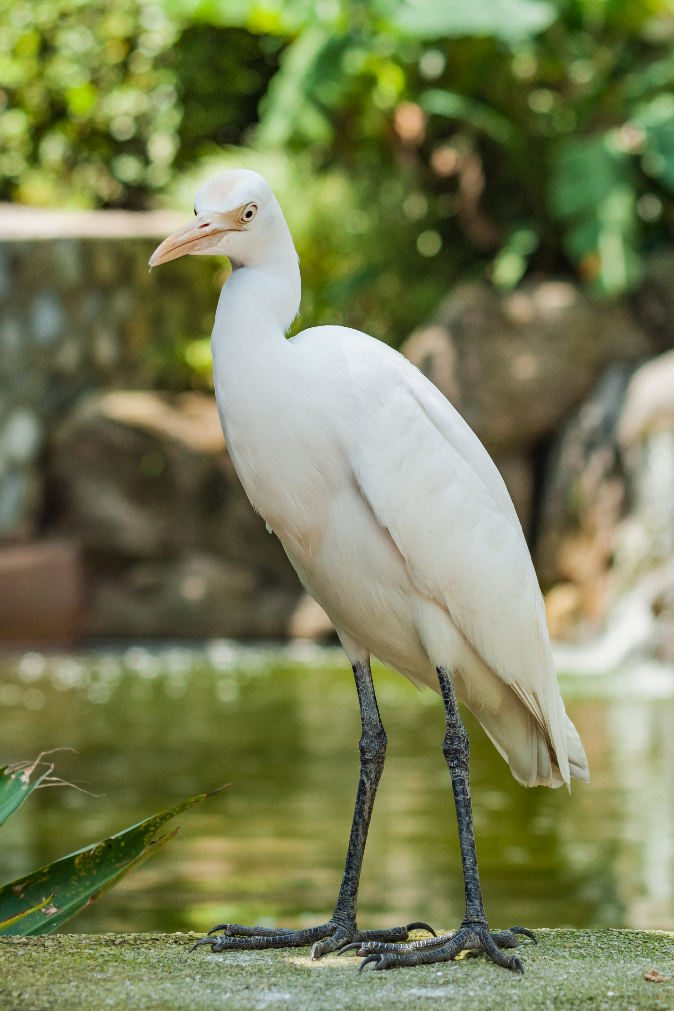 Kuala-Lumpur Malaysia Egret-in-Butterfly-Park-01