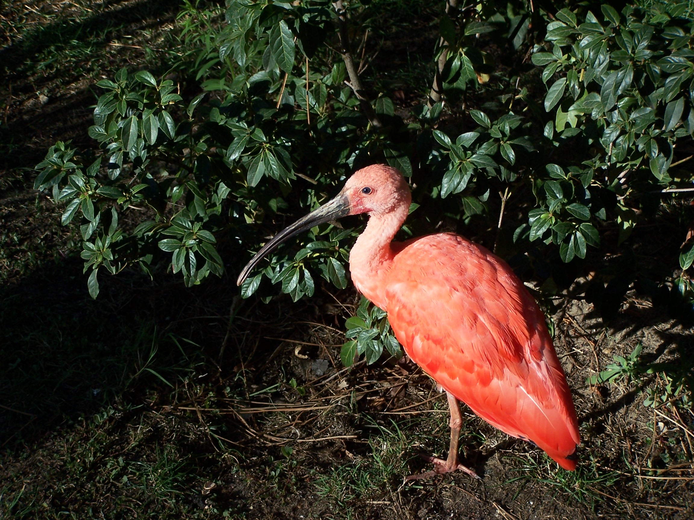 La Palmyre 049