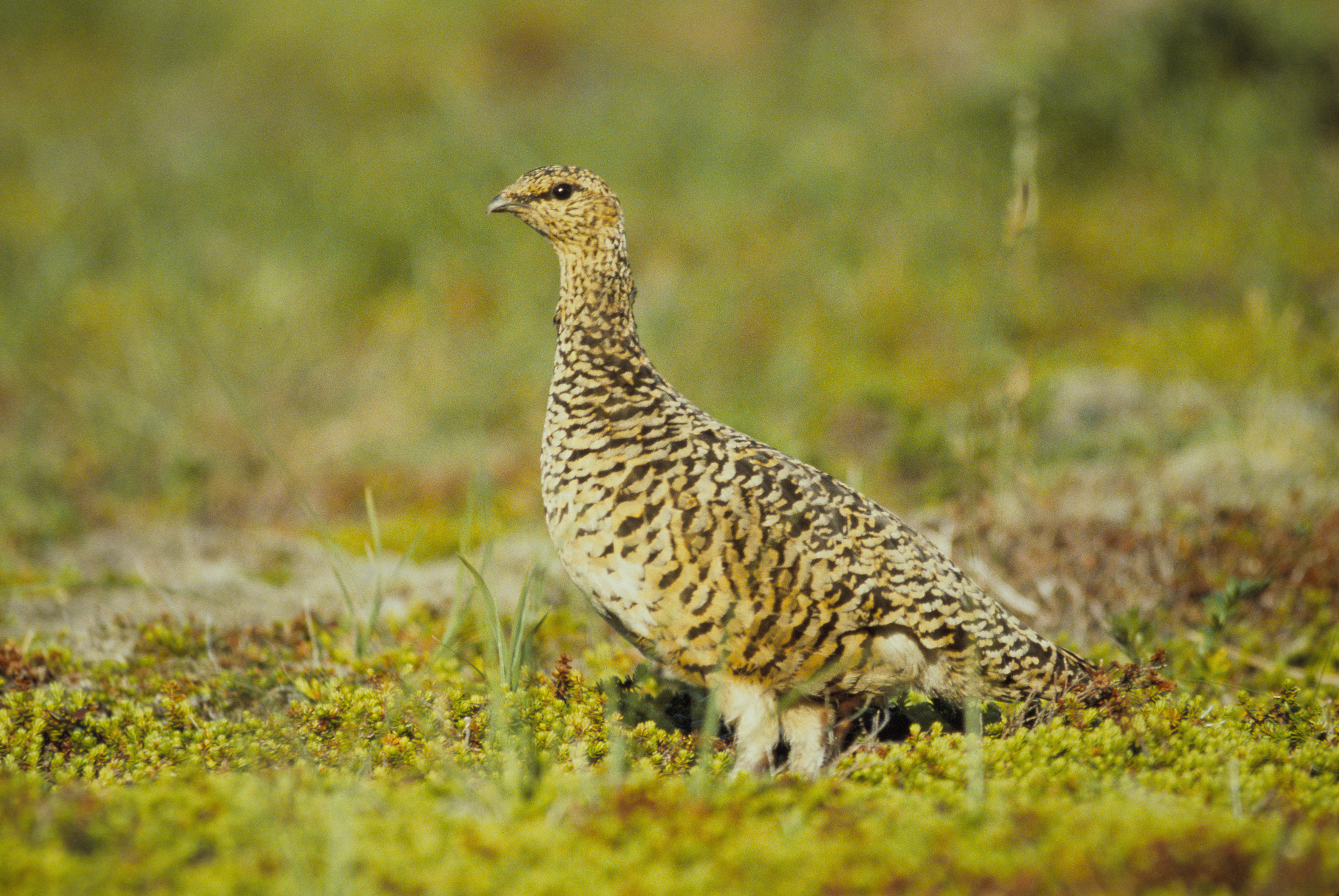 Lagopus lagopus Alaska 2