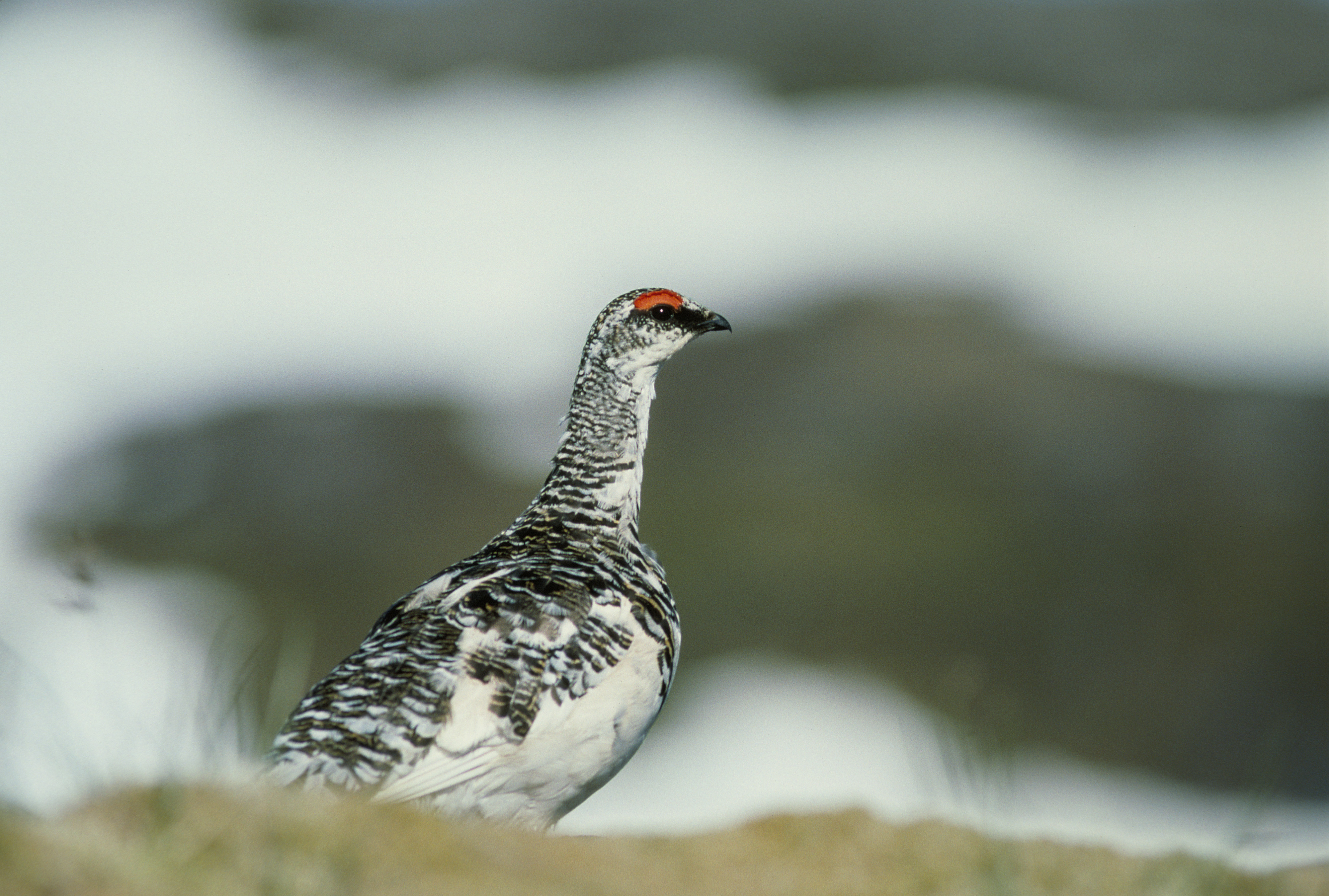 Lagopus muta Alaska 1