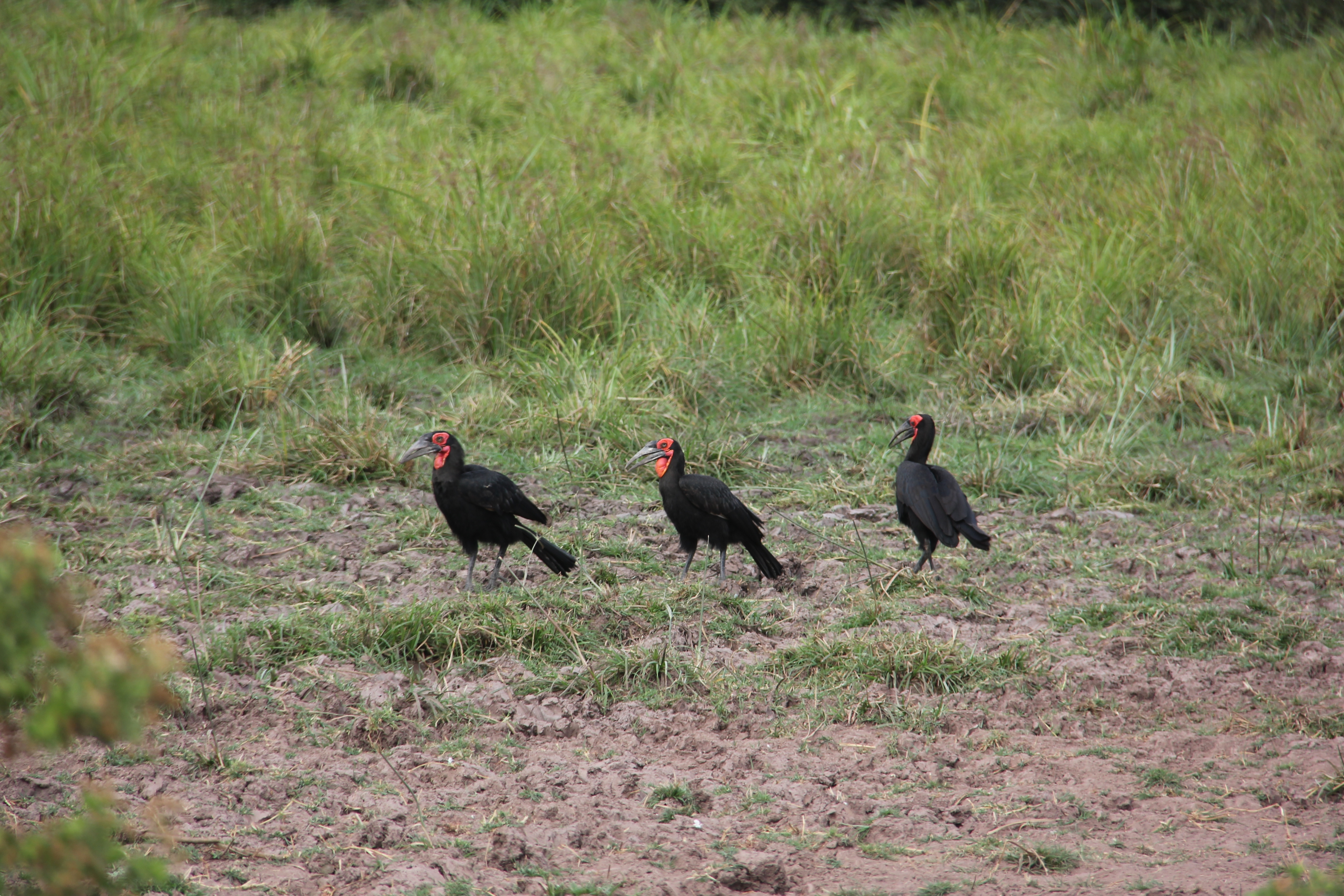 Laika ac Ground Hornbills (9898825743)