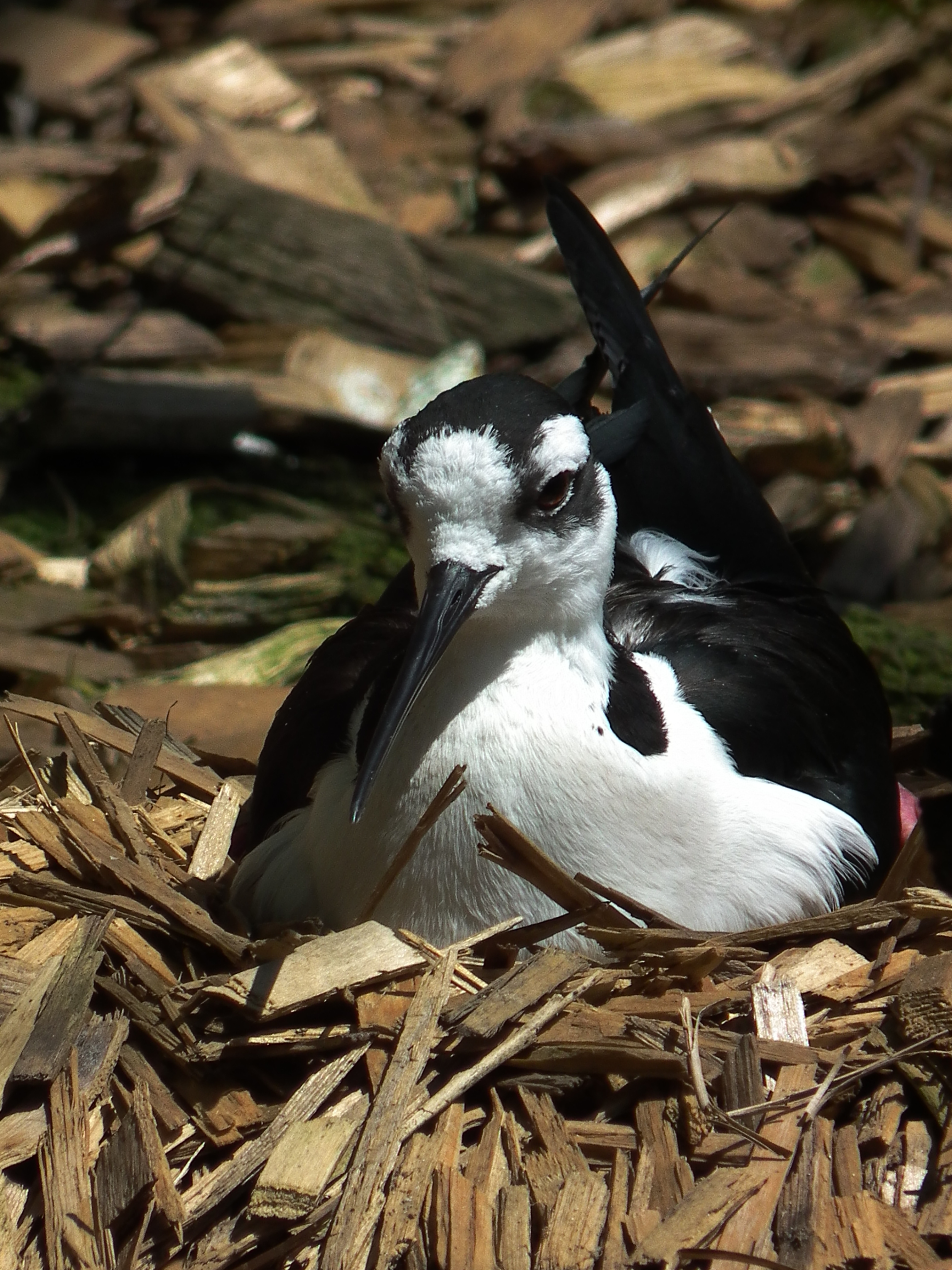 Landau Zoo Mexikanischer Stelzenläufer