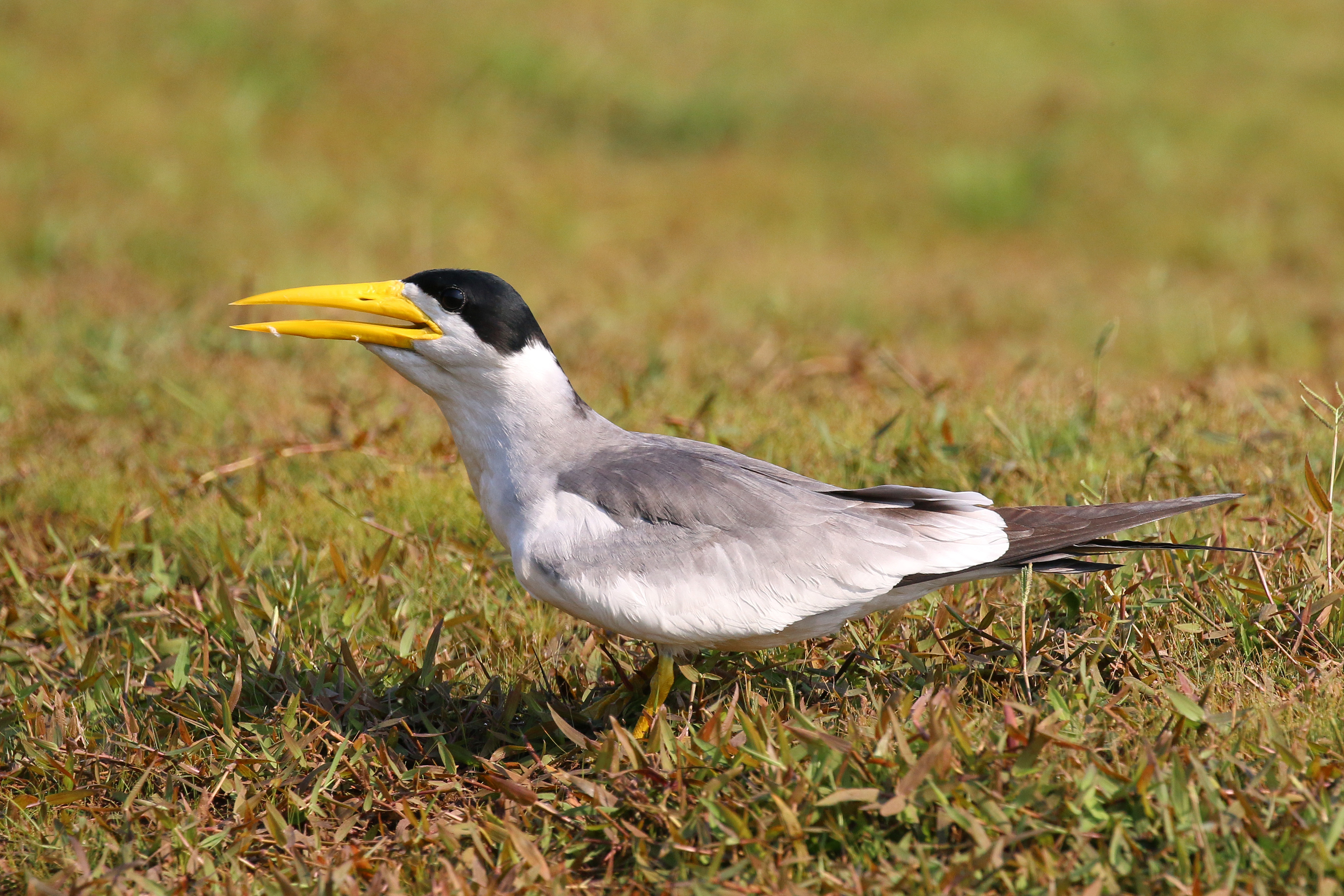 Large-billed tern (Phaetusa simplex)