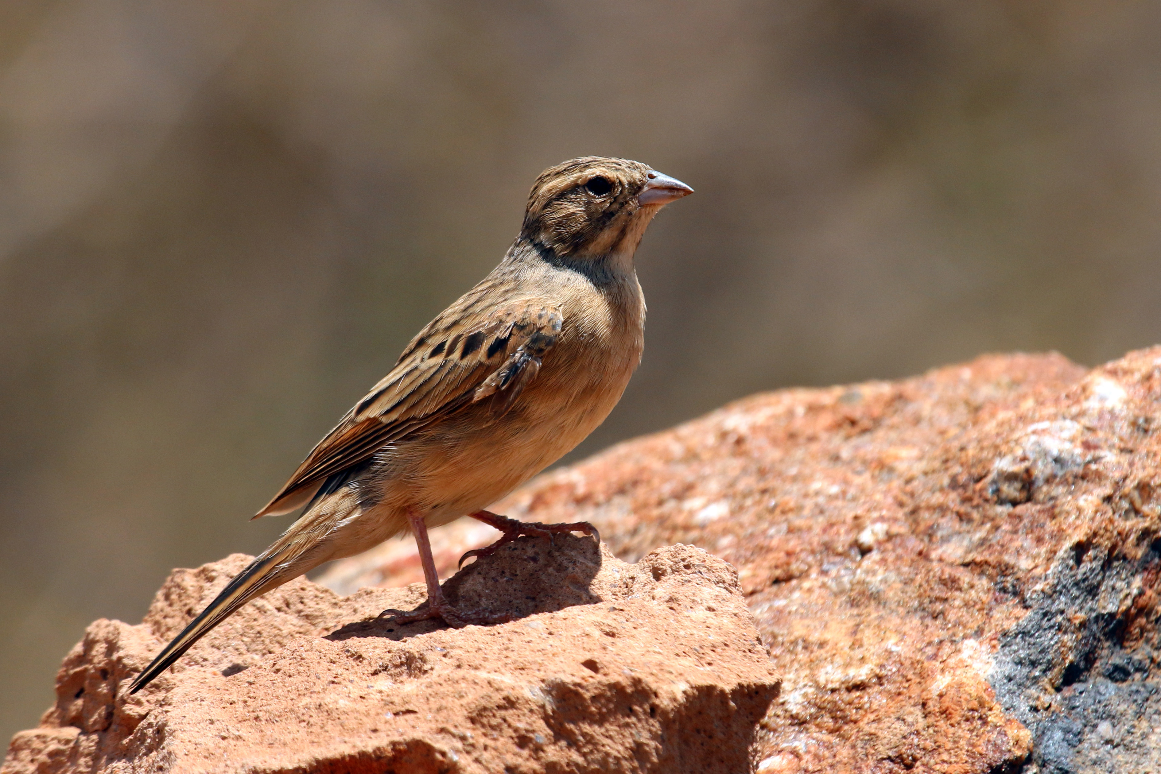 Lark-like bunting (Emberiza impetuani)