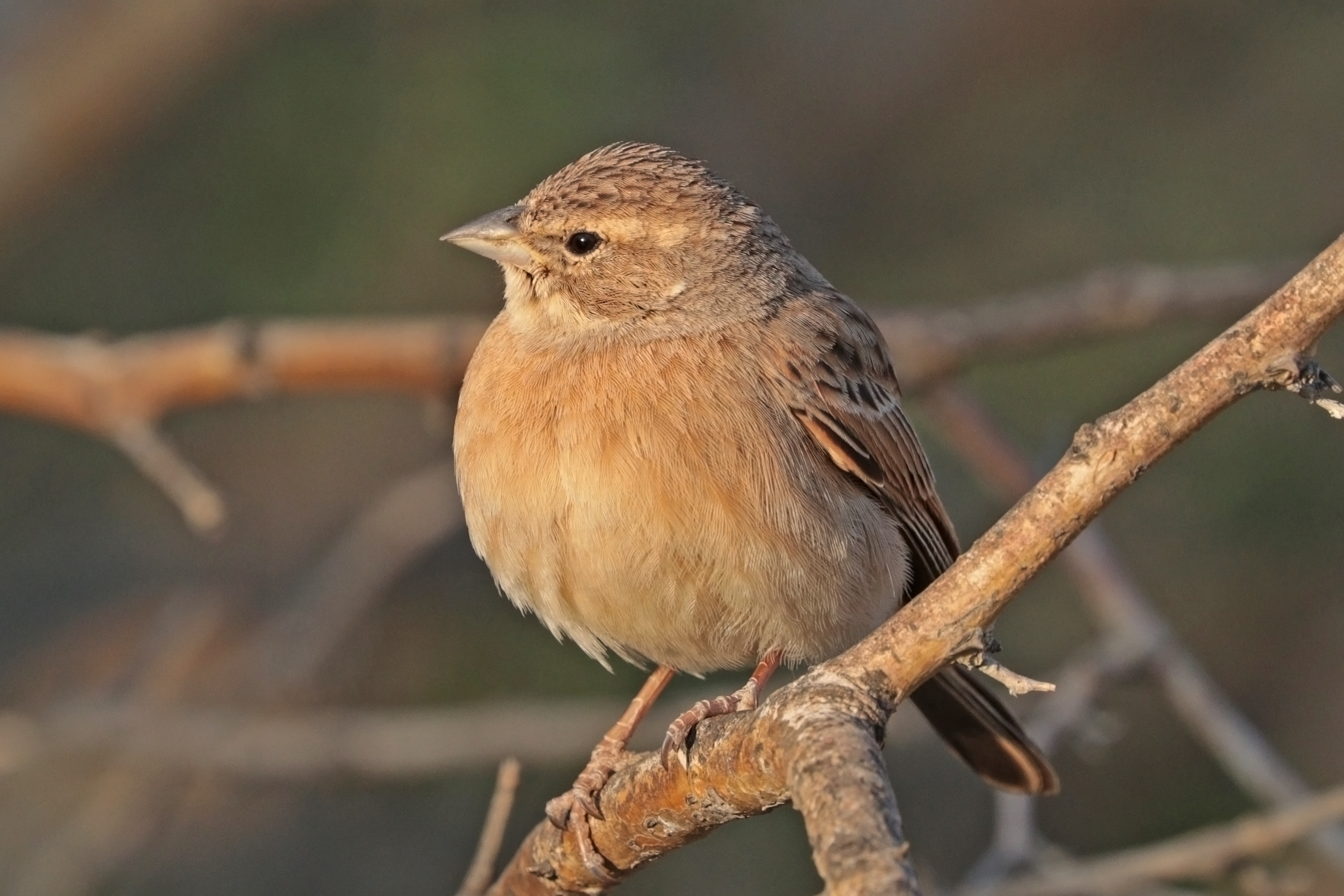 Lark-like bunting (Emberiza impetuani impetuani)