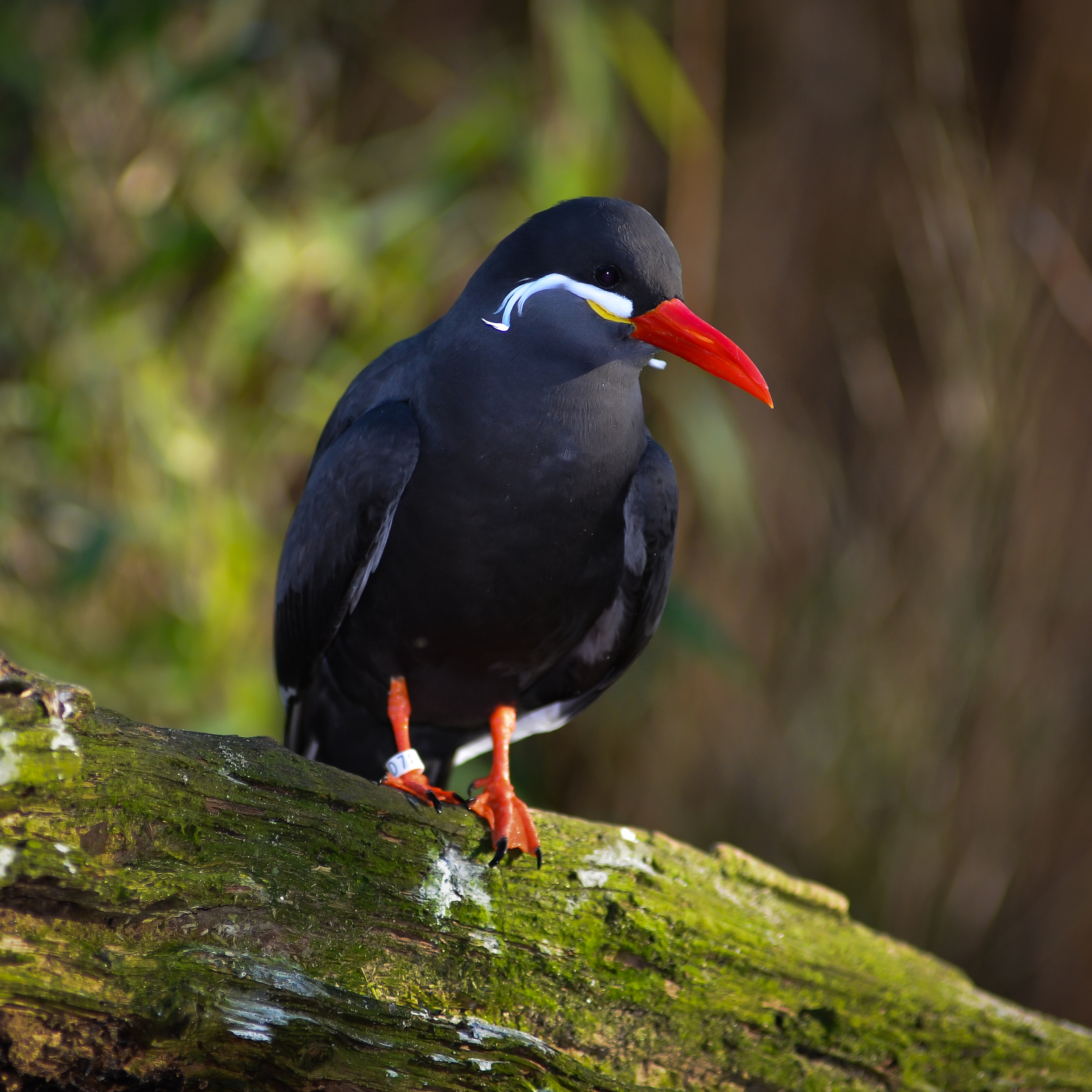 Larosterna inca (Inca Tern - Inkaseeschwalbe) Weltvogelpark Walsrode 2012-001