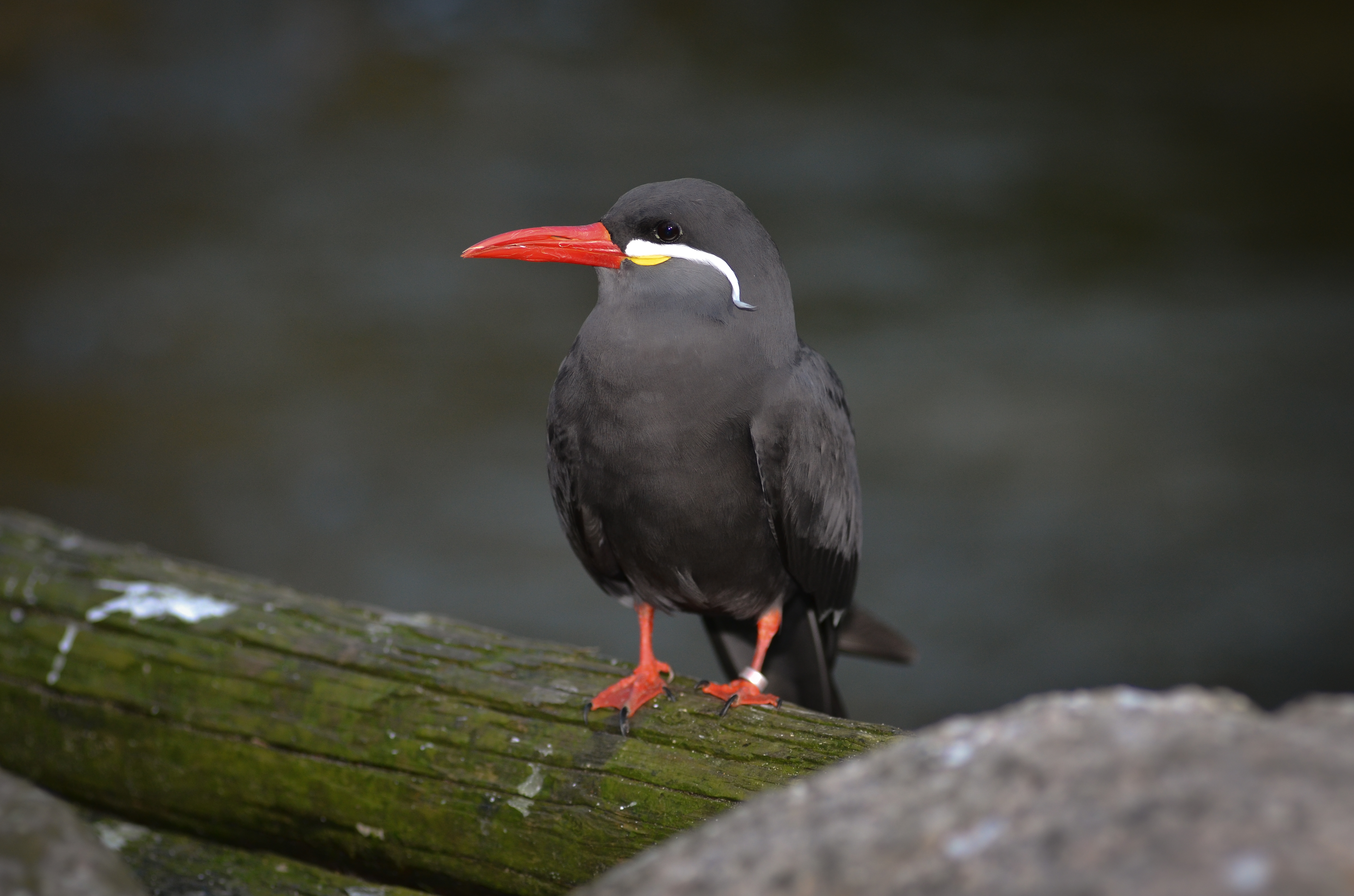 Larosterna inca (Inca Tern - Inkaseeschwalbe) Weltvogelpark Walsrode 2012-007