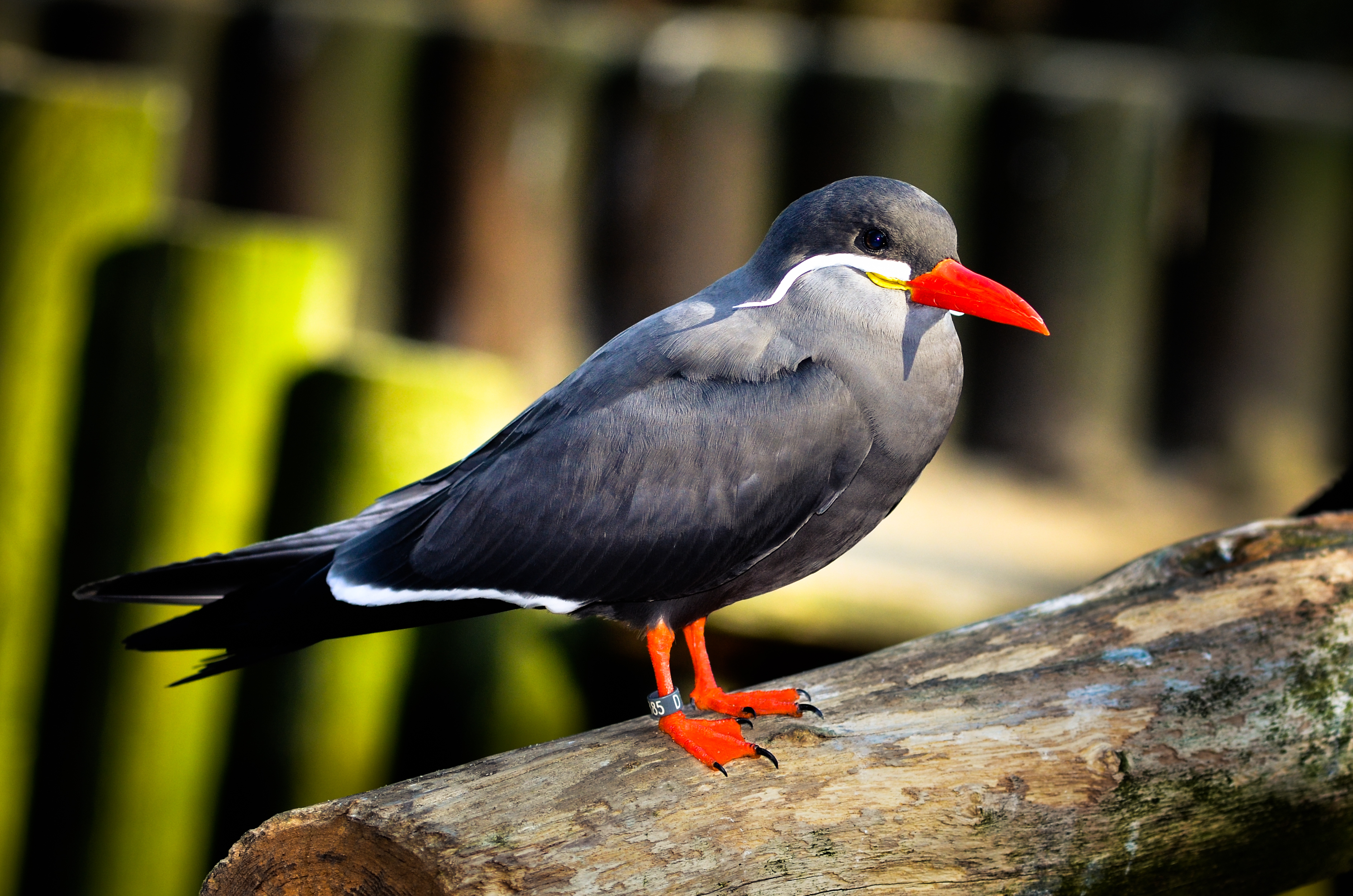 Larosterna inca (Inca Tern - Inkaseeschwalbe) Weltvogelpark Walsrode 2012-016