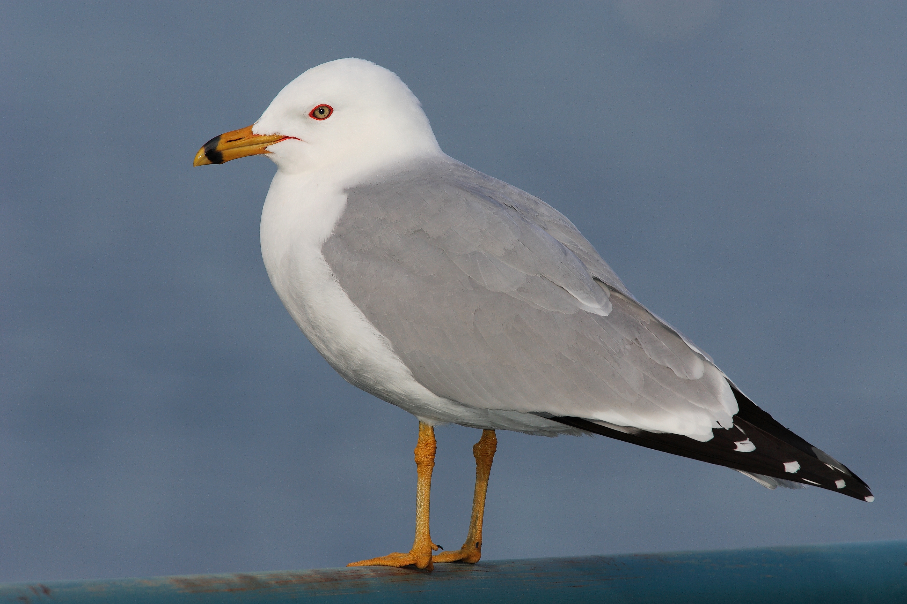 Larus-delawarensis-021