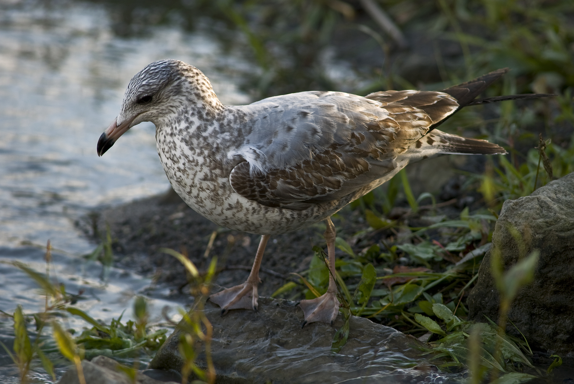 Larus Argentatus Juvenille