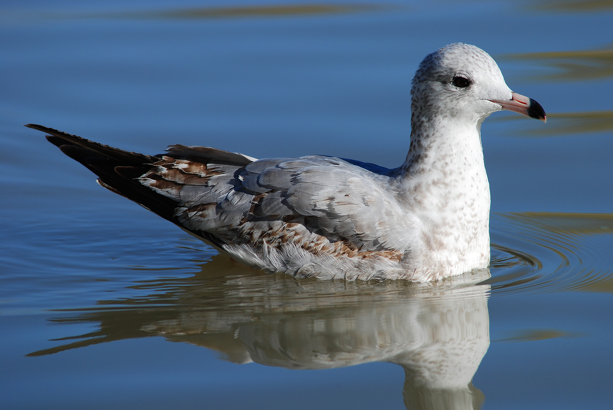Larus Argentatus Juvenille 2