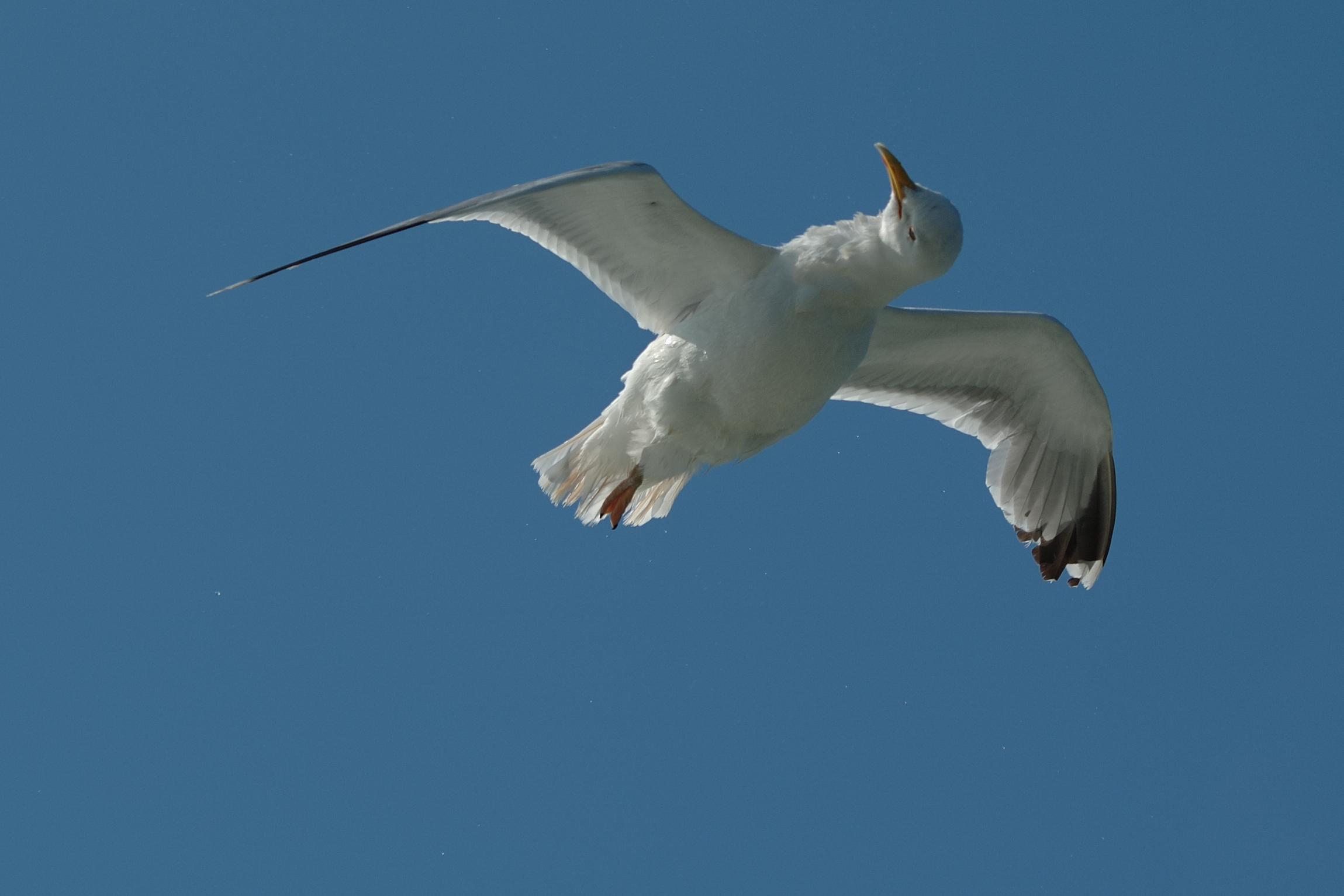 Larus argentatus shaking off water (2007)