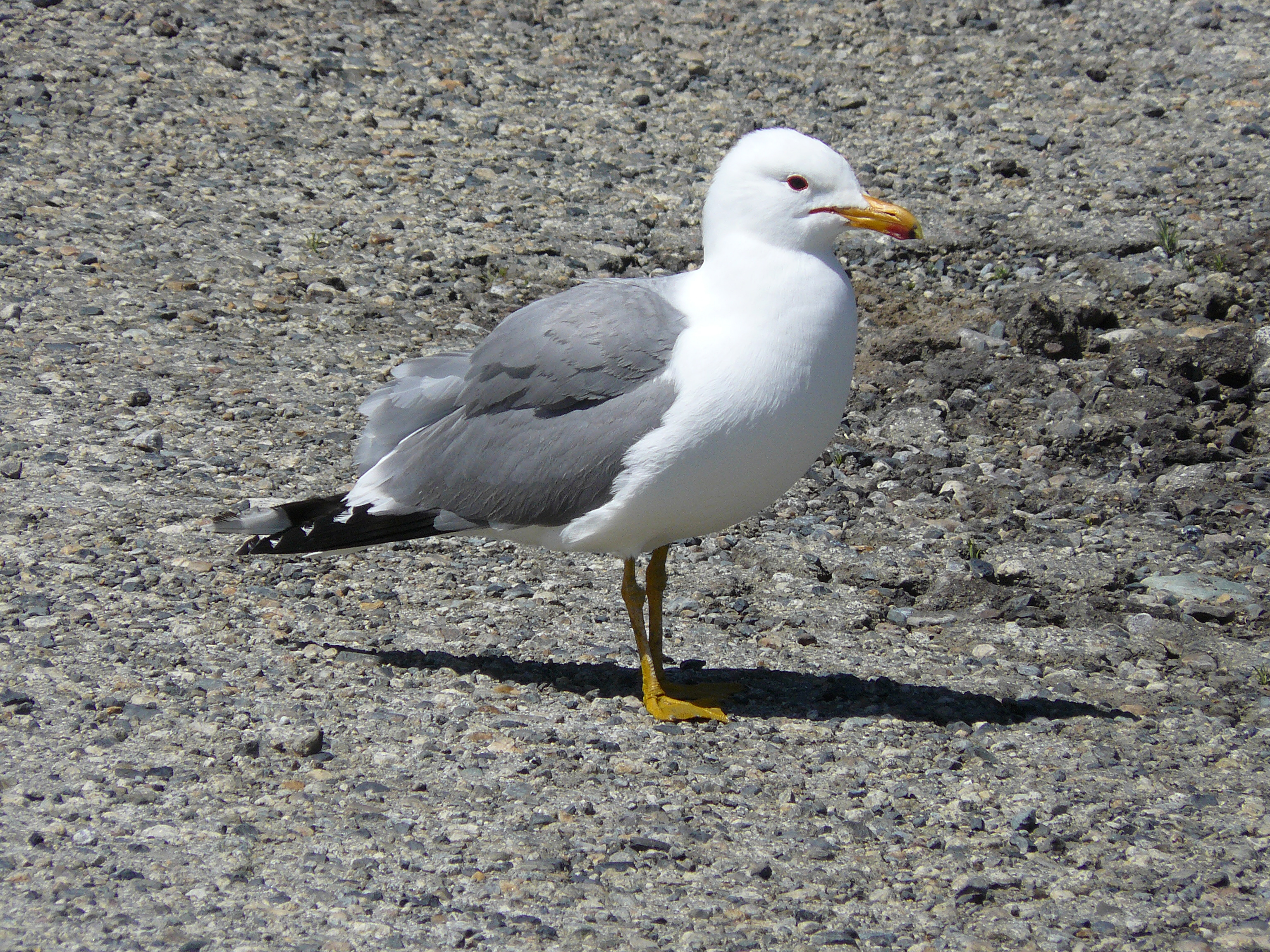 Larus californicus adult