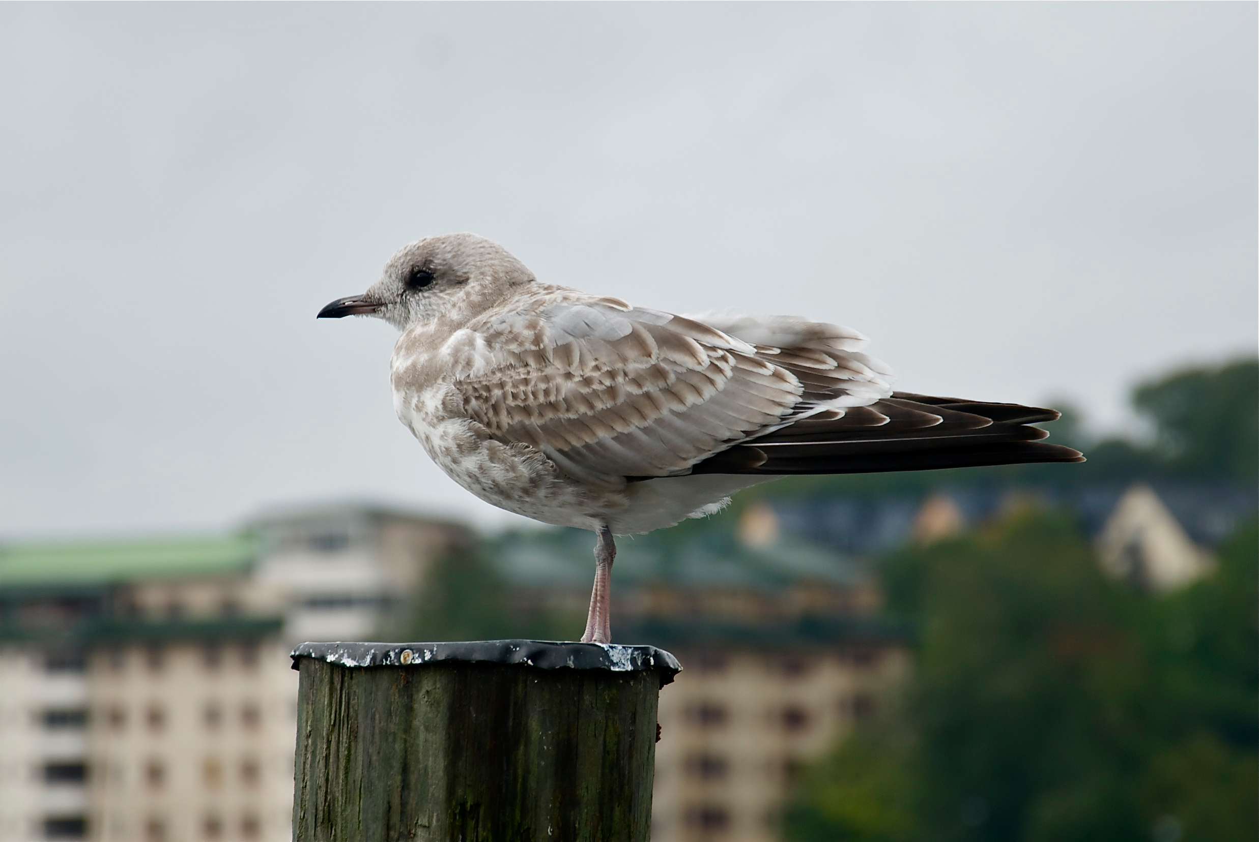 Larus canus in Södra Hammarbyhamnen, Stockholm