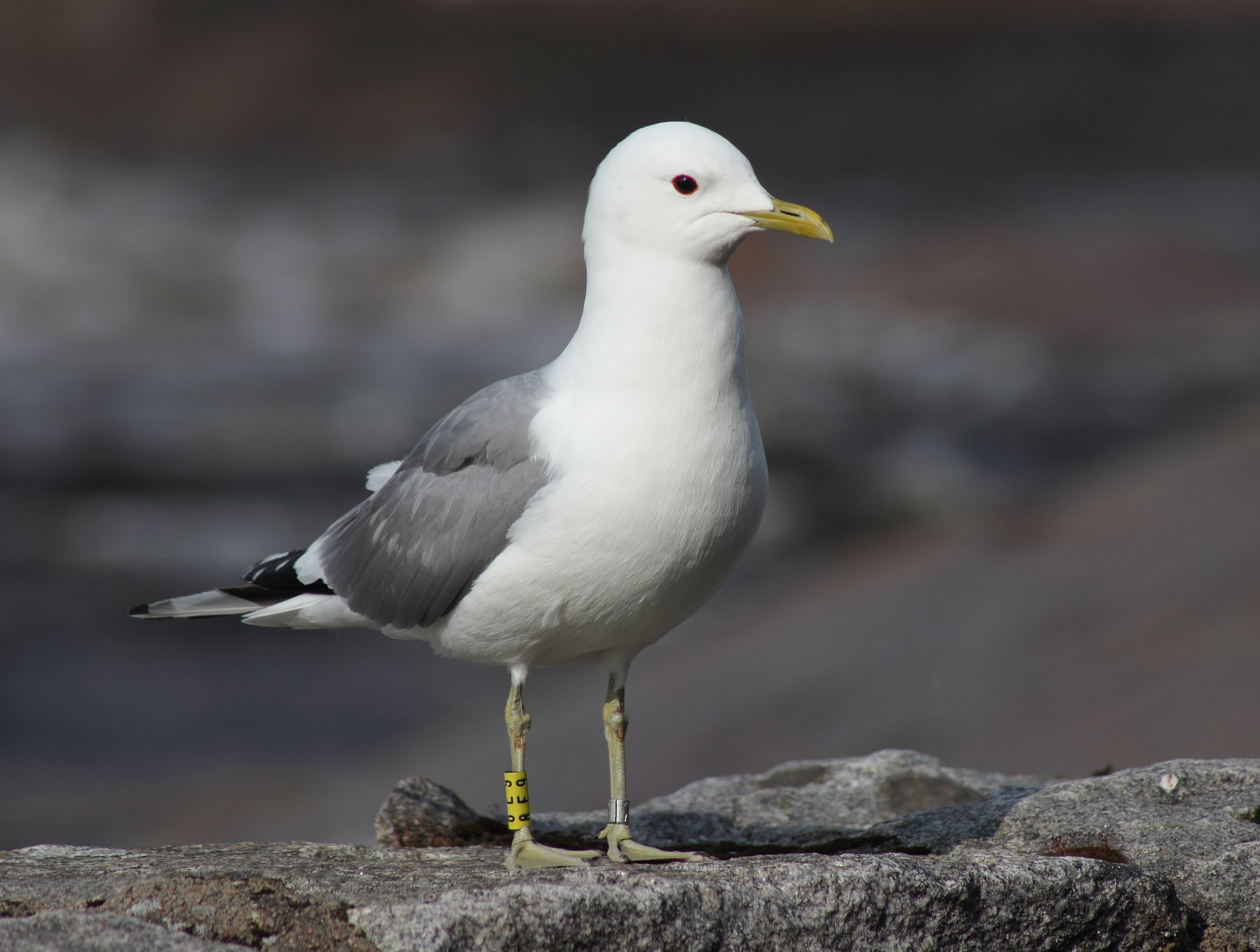 Larus canus Oulu 20150712 03