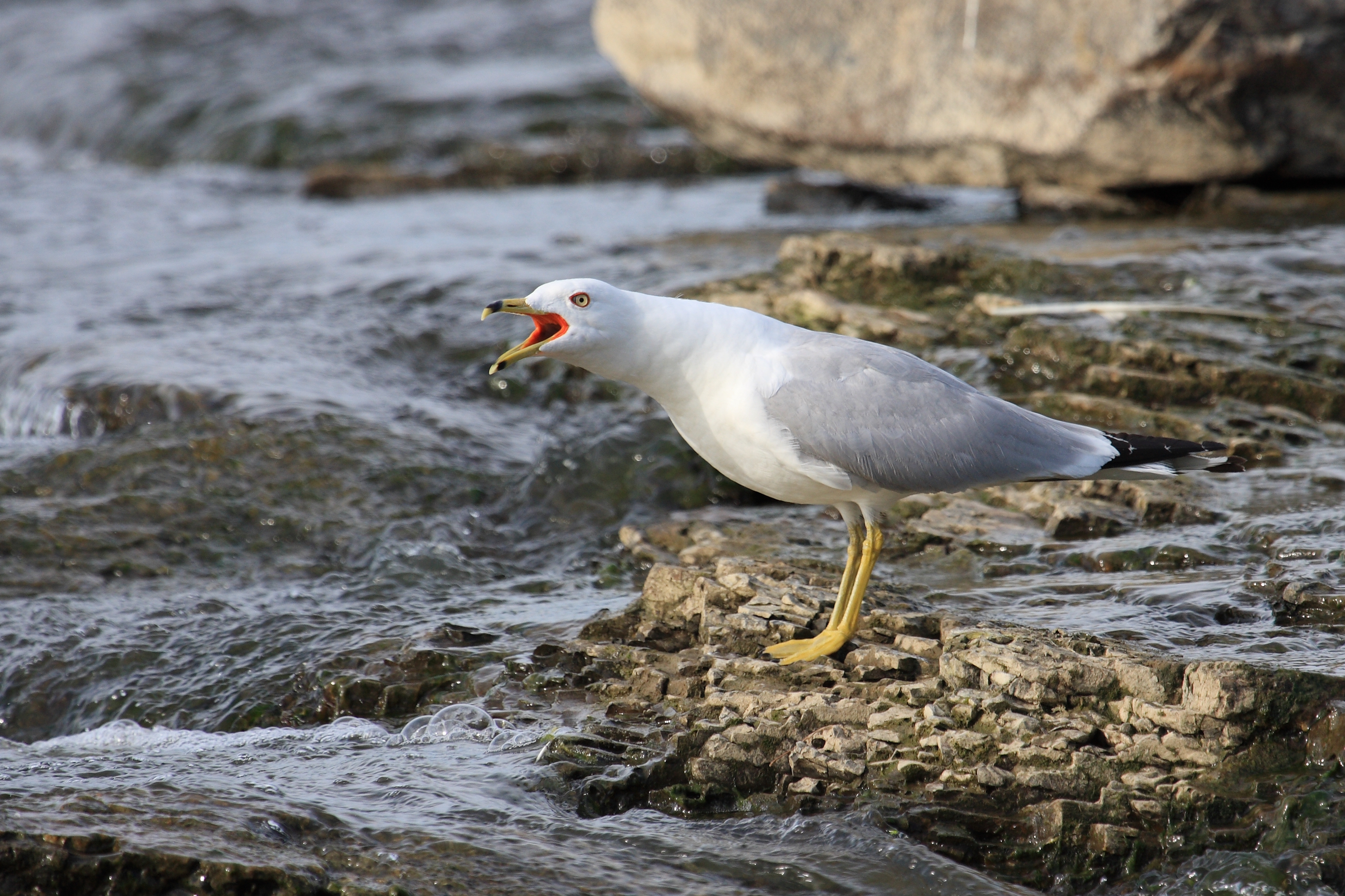 Larus delawarensis 3 SH