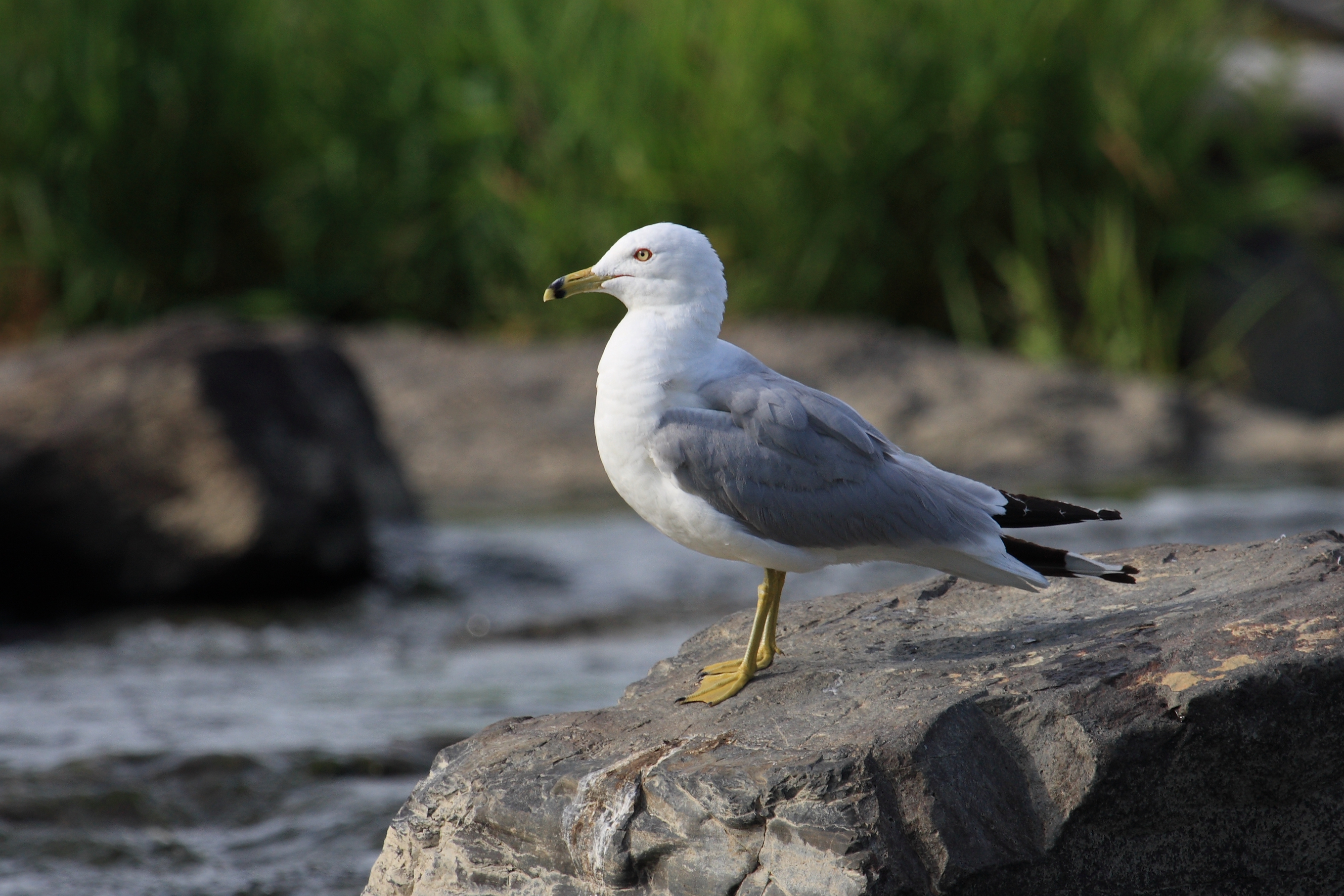 Larus delawarensis 4 SH