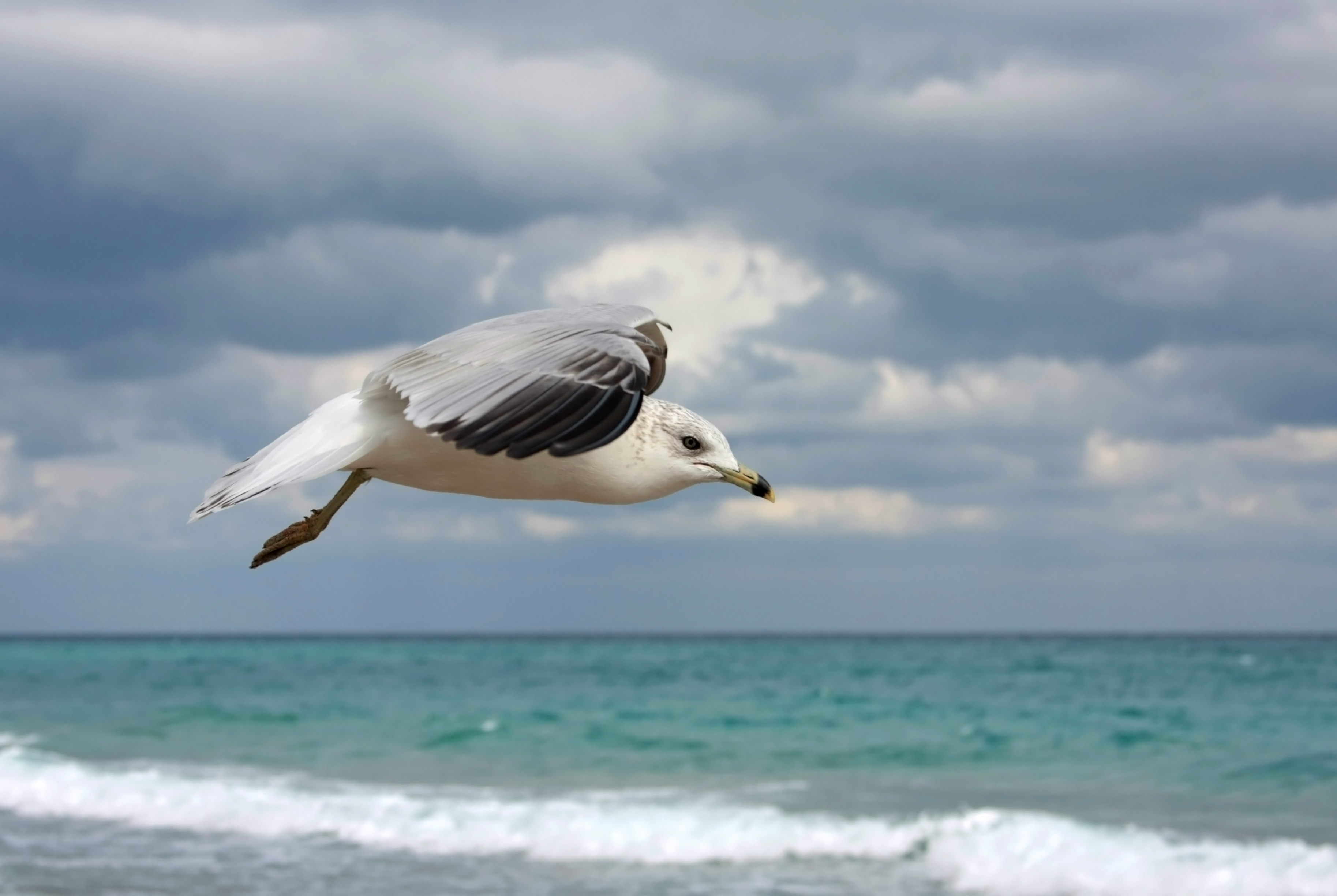 Larus delawarensis flight 2