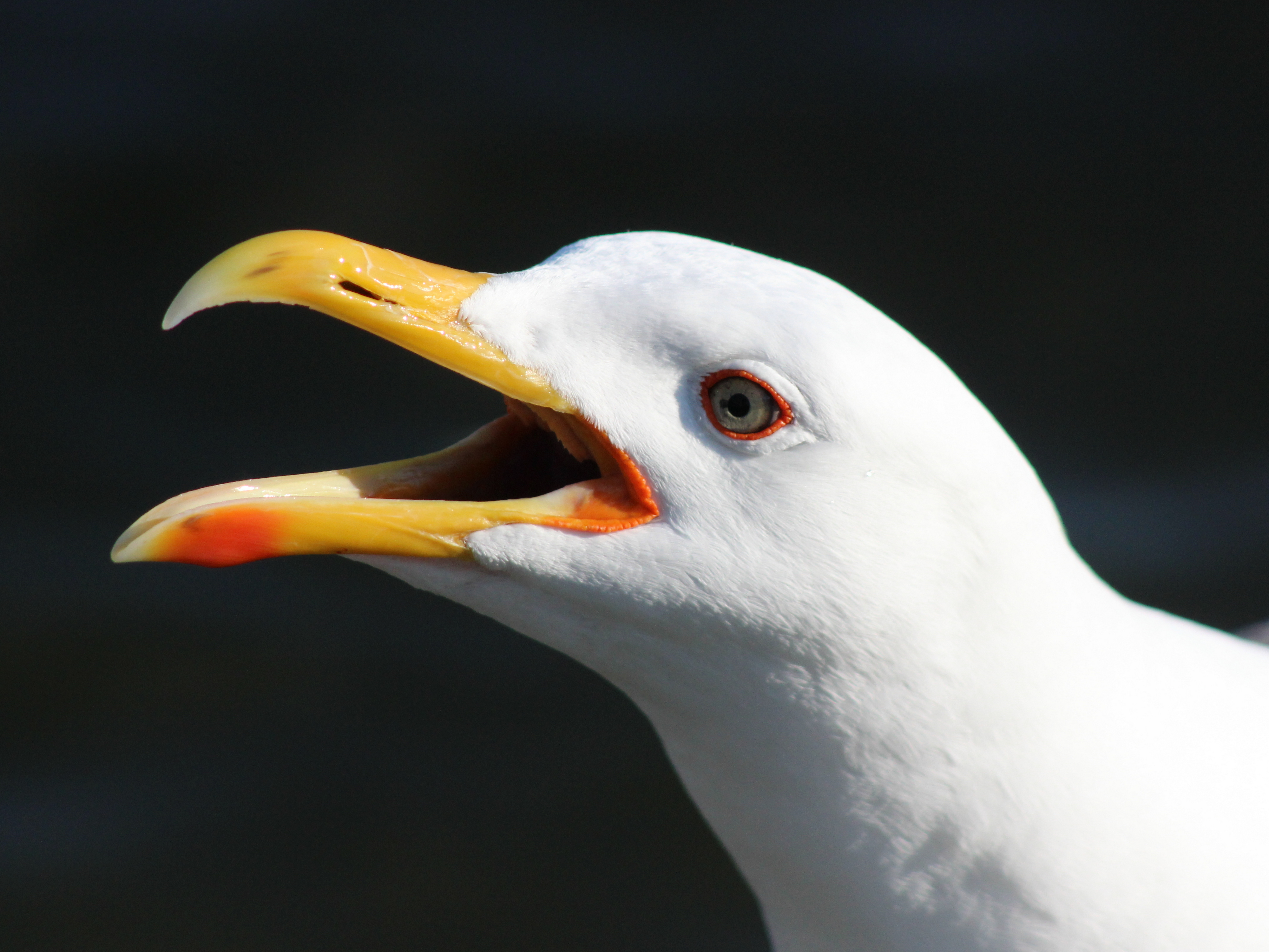 Larus fuscus Reykjavik 20120623 02