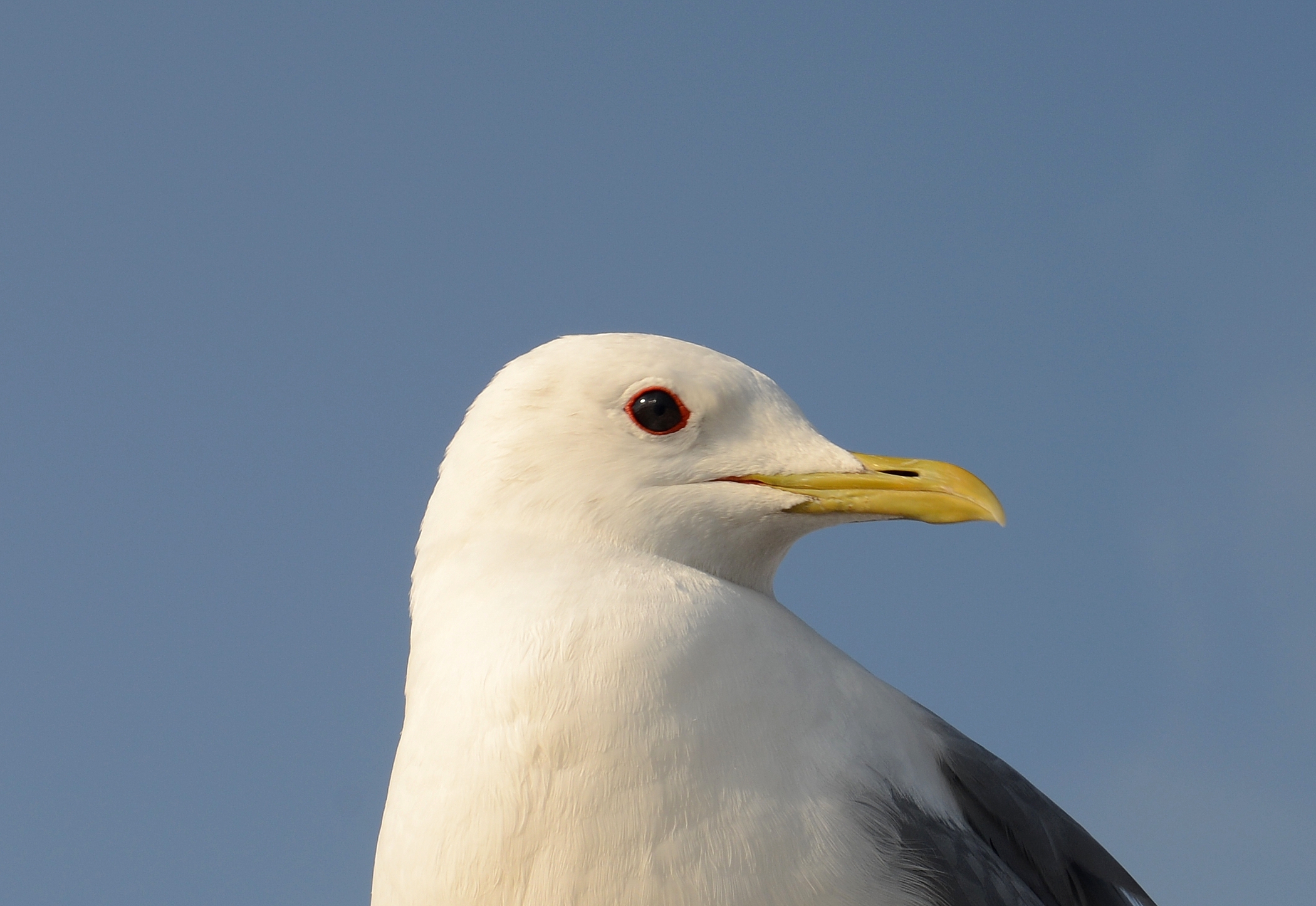 Larus Helsinki July 2013-2