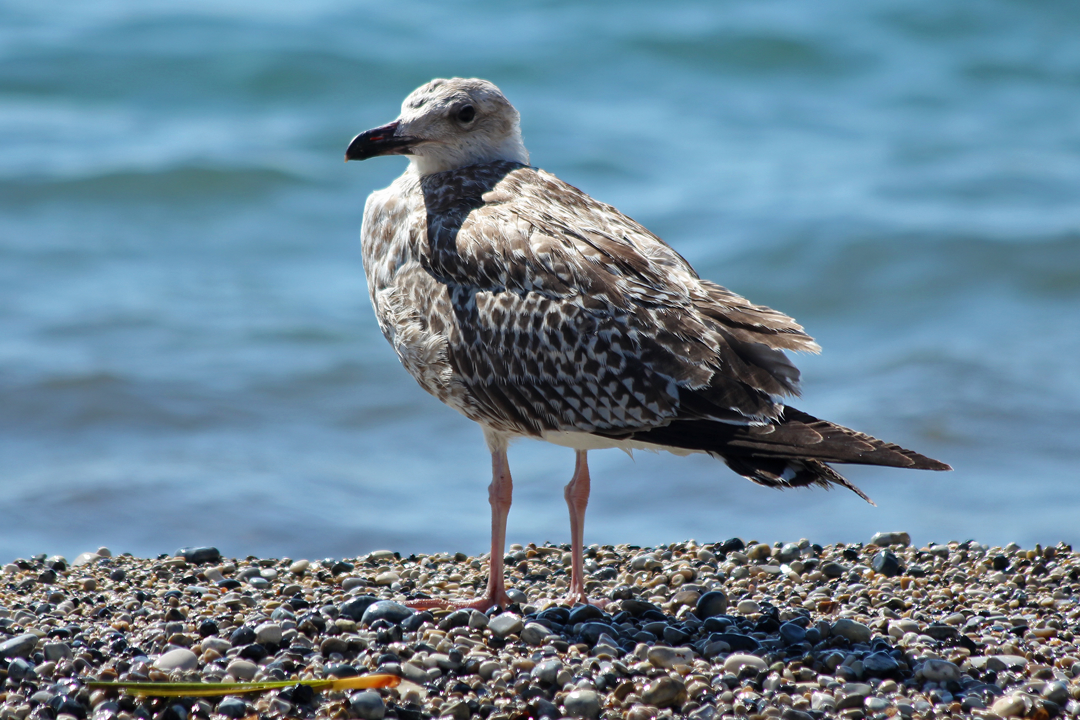 Larus michaelis juvenile Corfu 2010