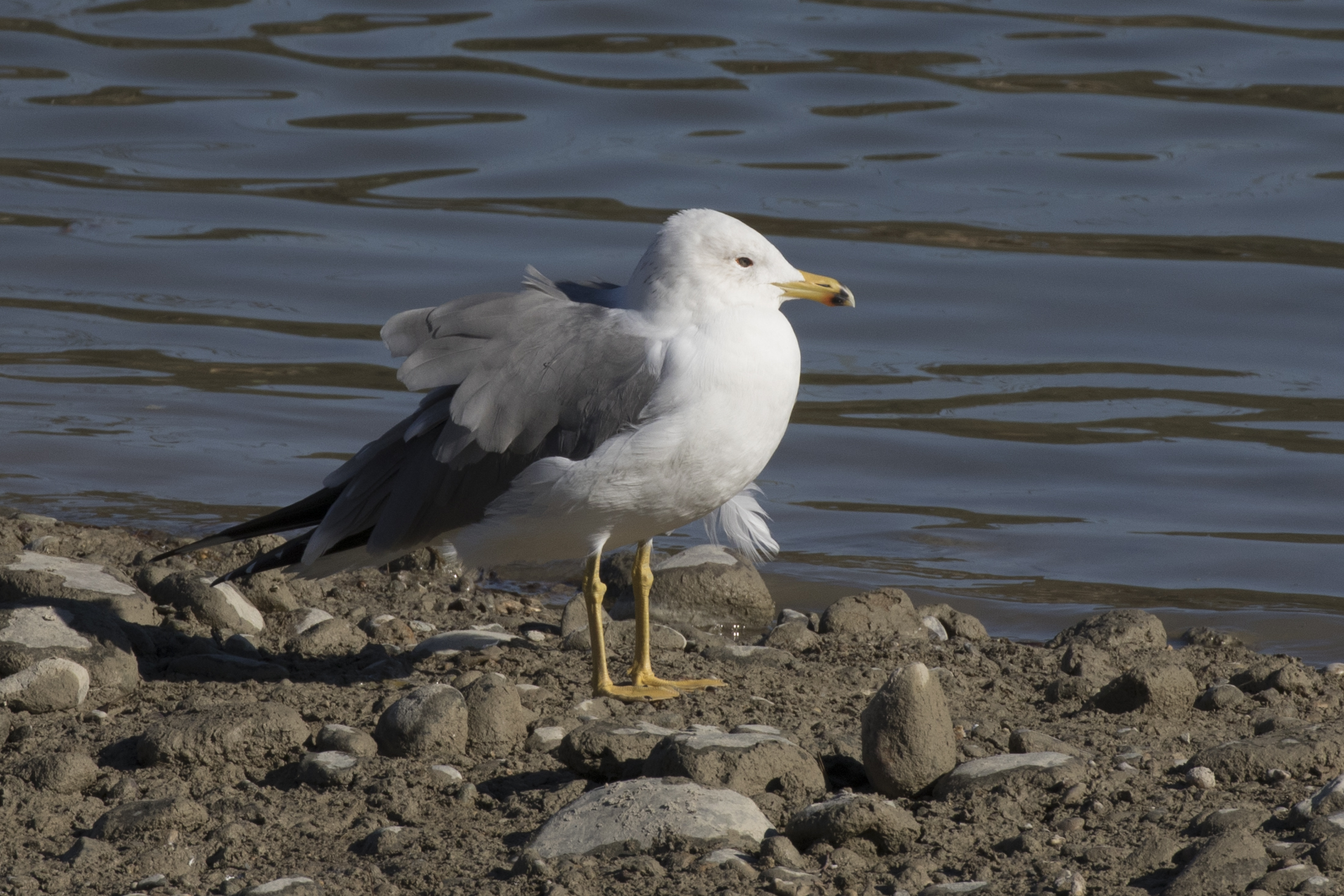 Larus michahellis - Yellow-legged Gull, Adana 2016-12-18 02-1