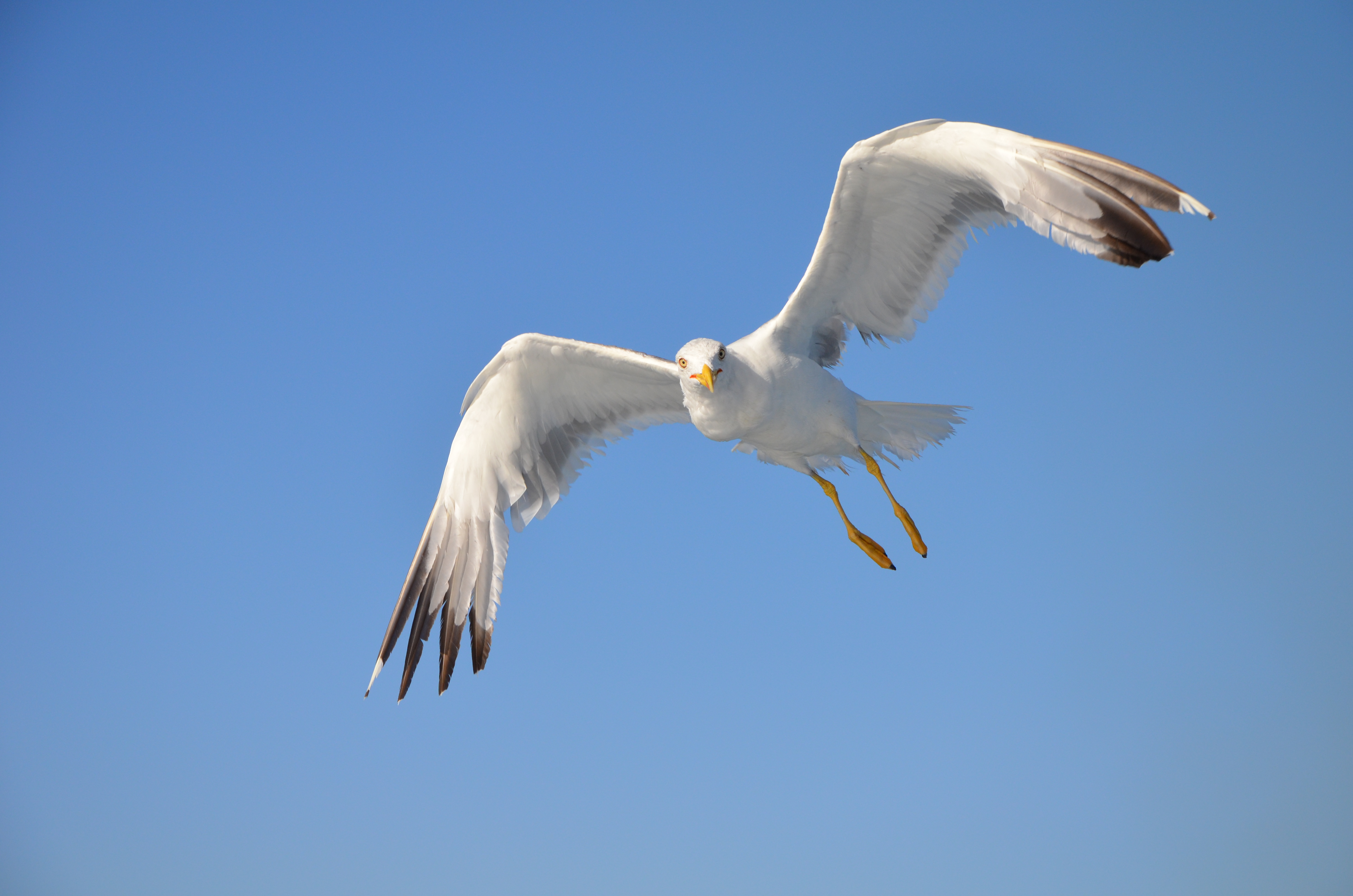 Larus michahellis Olbia