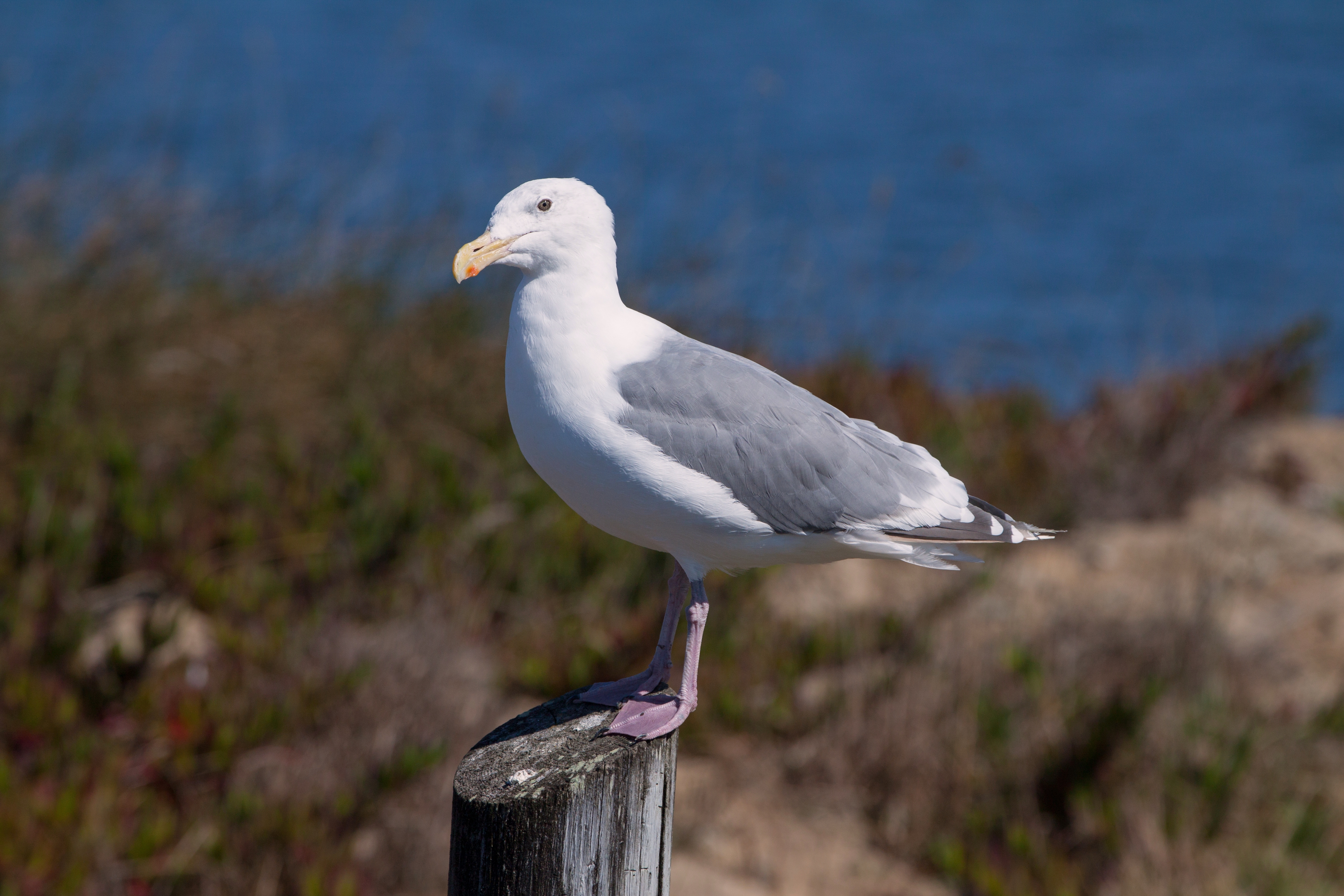 Larus occidentalis at Bodega Harbor (2012)