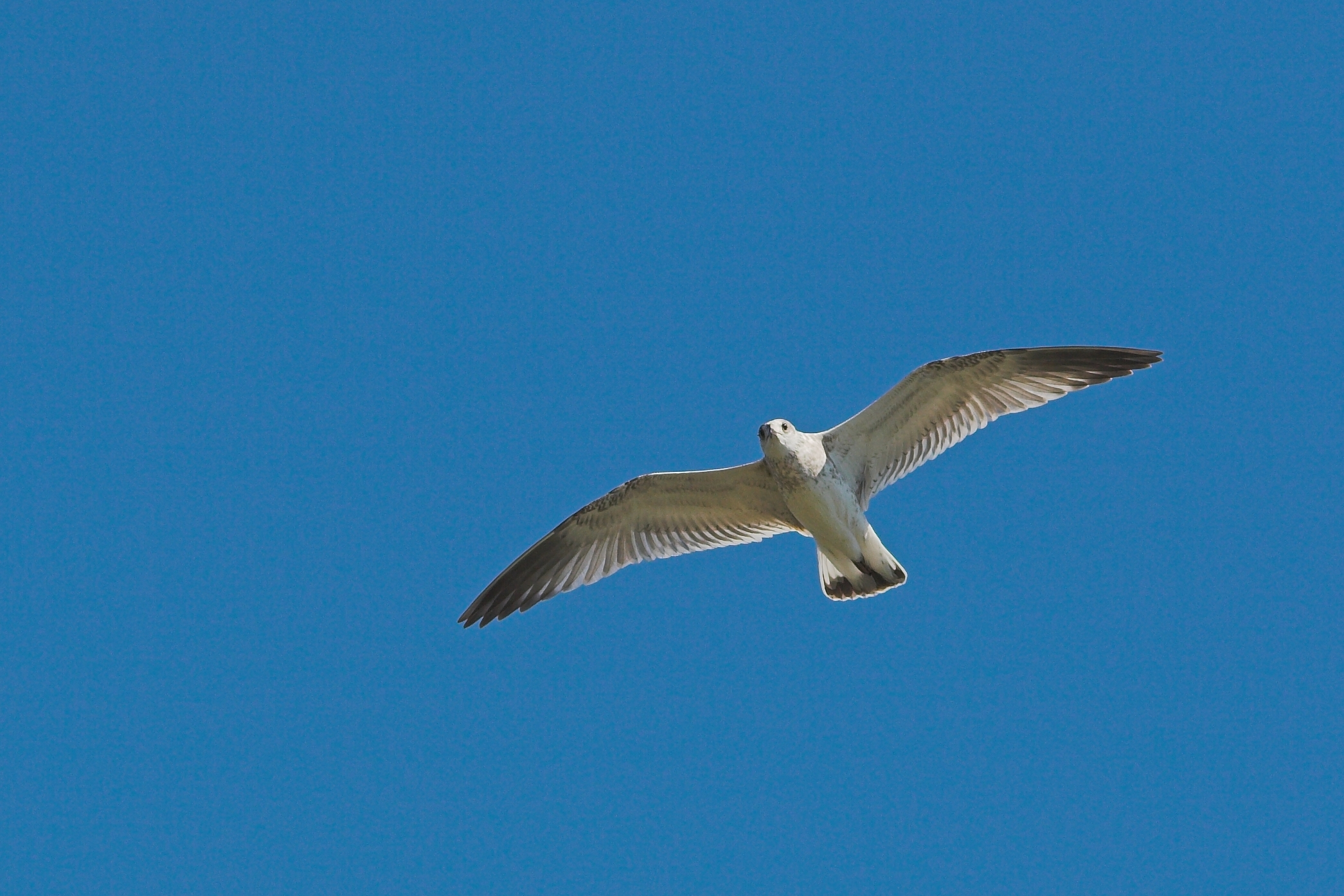 LarusRidibundusJuvenileFlight