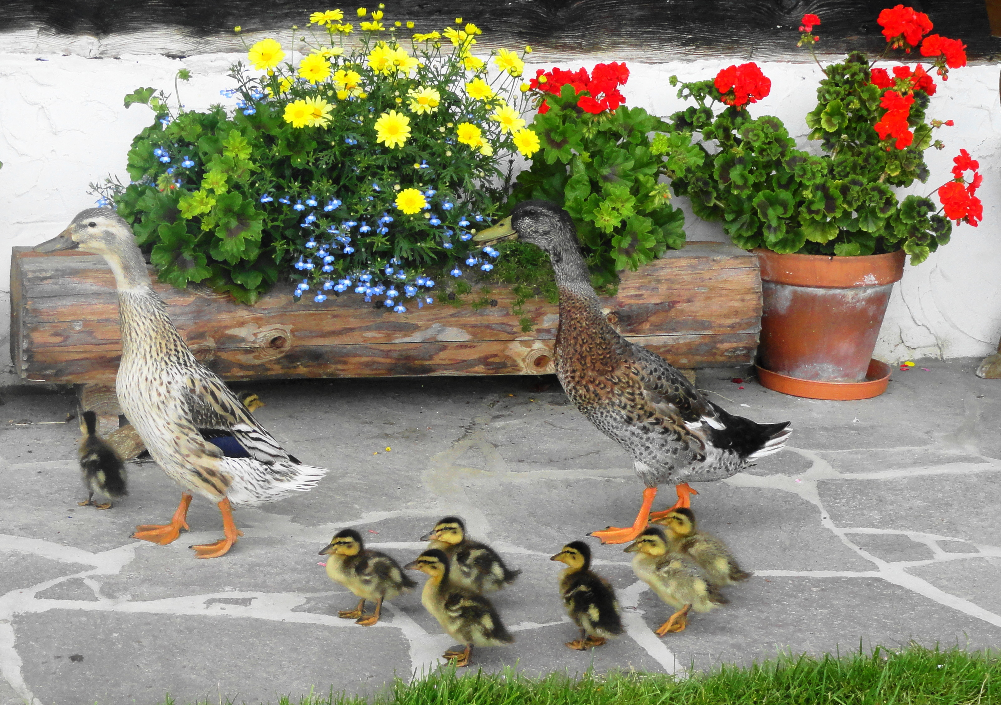 Laufenten - Runner ducks