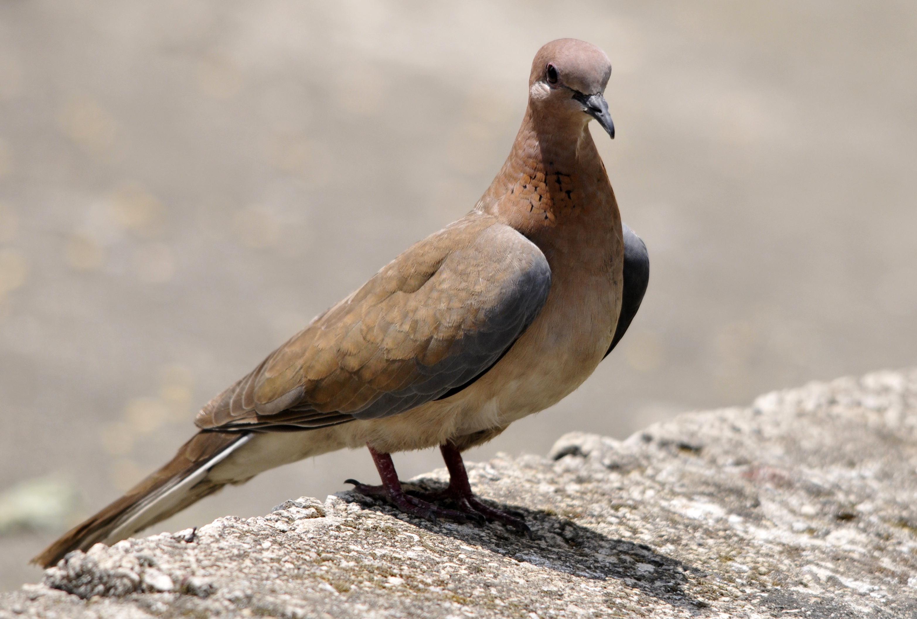 Laughing Dove - Spilopelia senegalensis 02