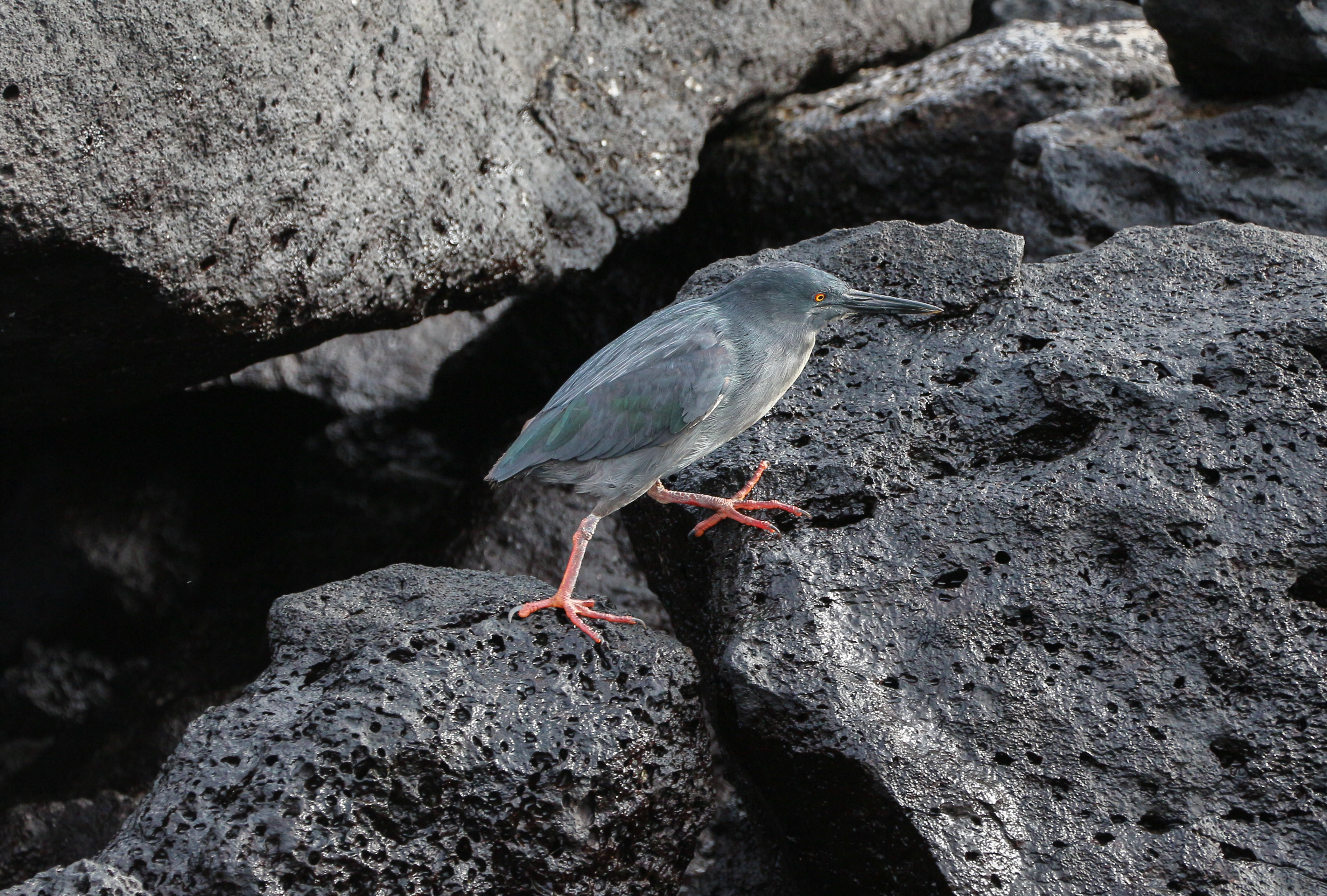 Lava Heron in Santa Fe Island