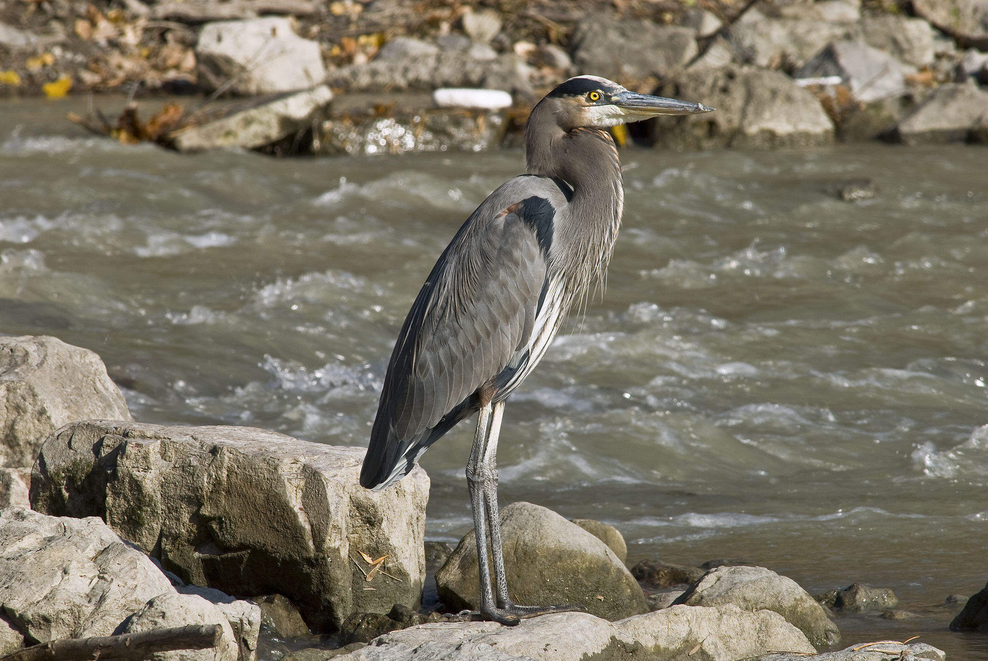 Le Grand Heron Profil