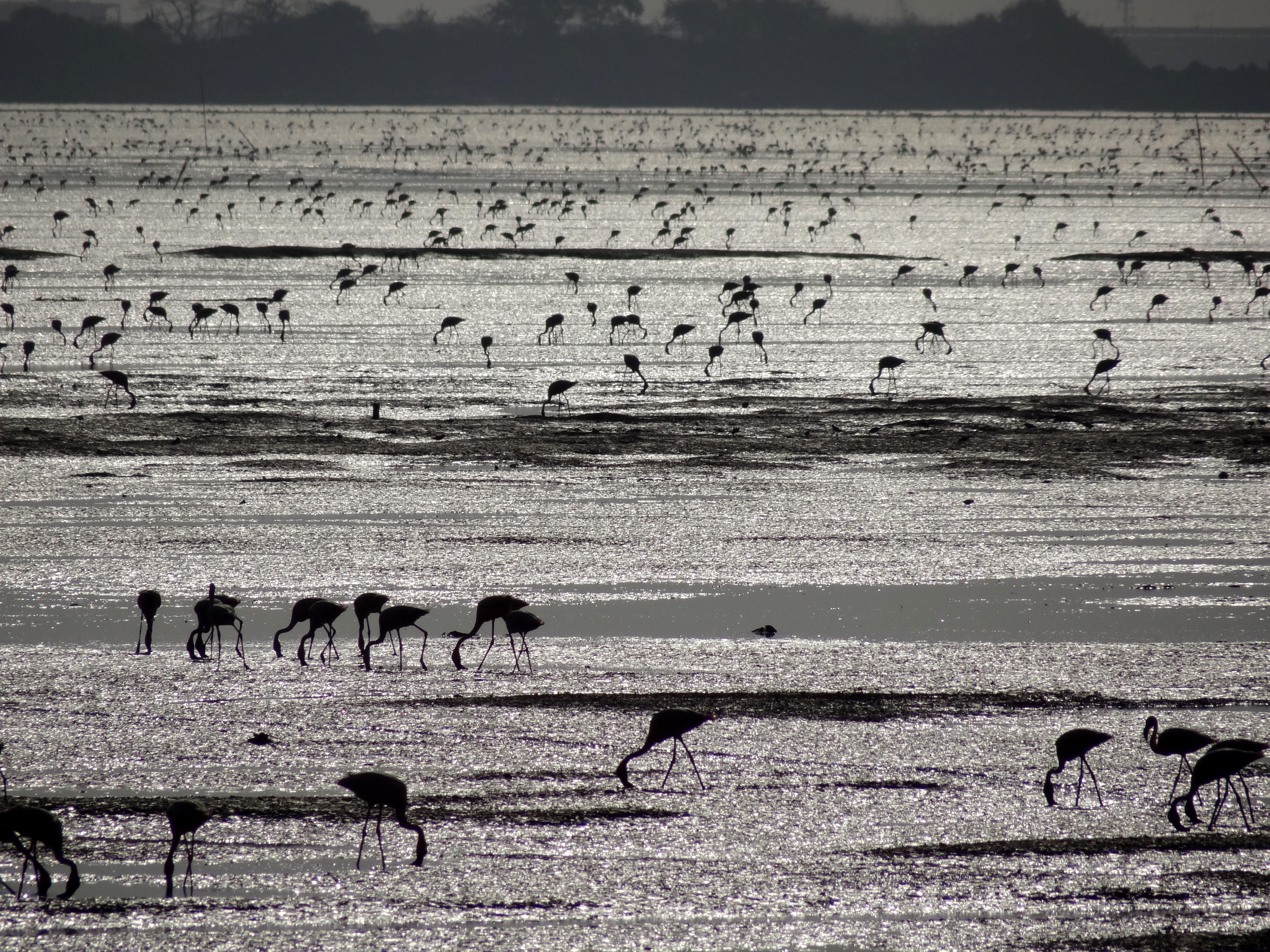 Lesser Flamingos2