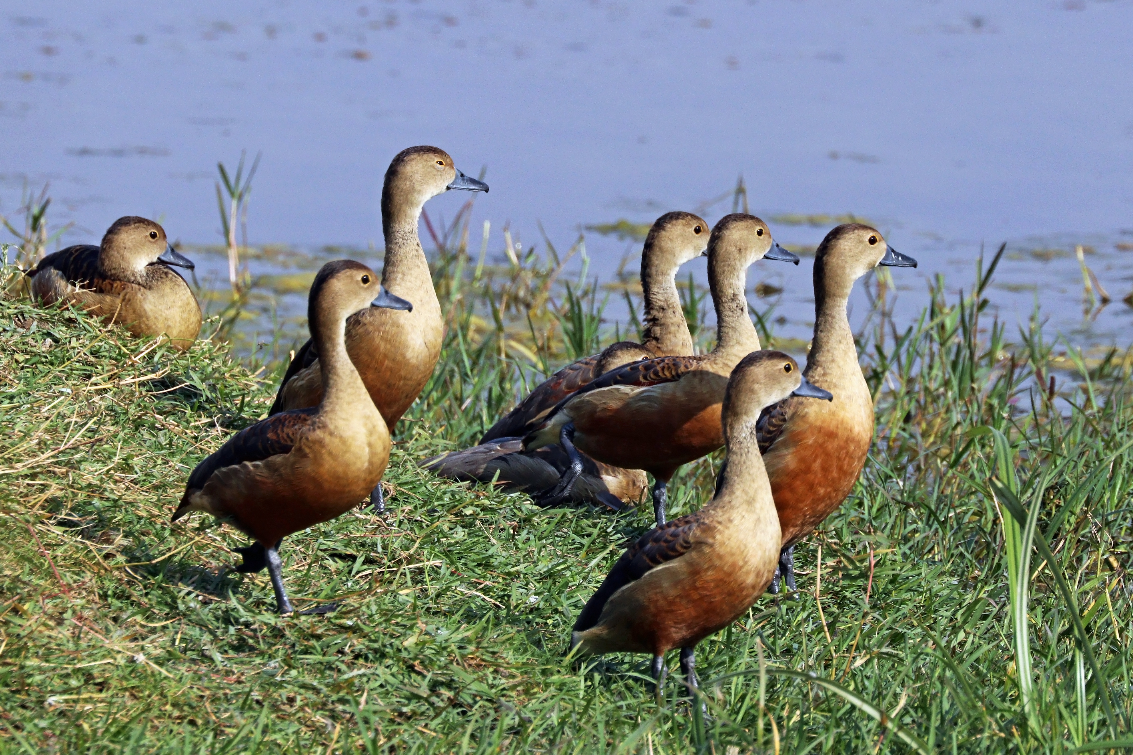 Lesser whistling ducks (Dendrocygna javanica)