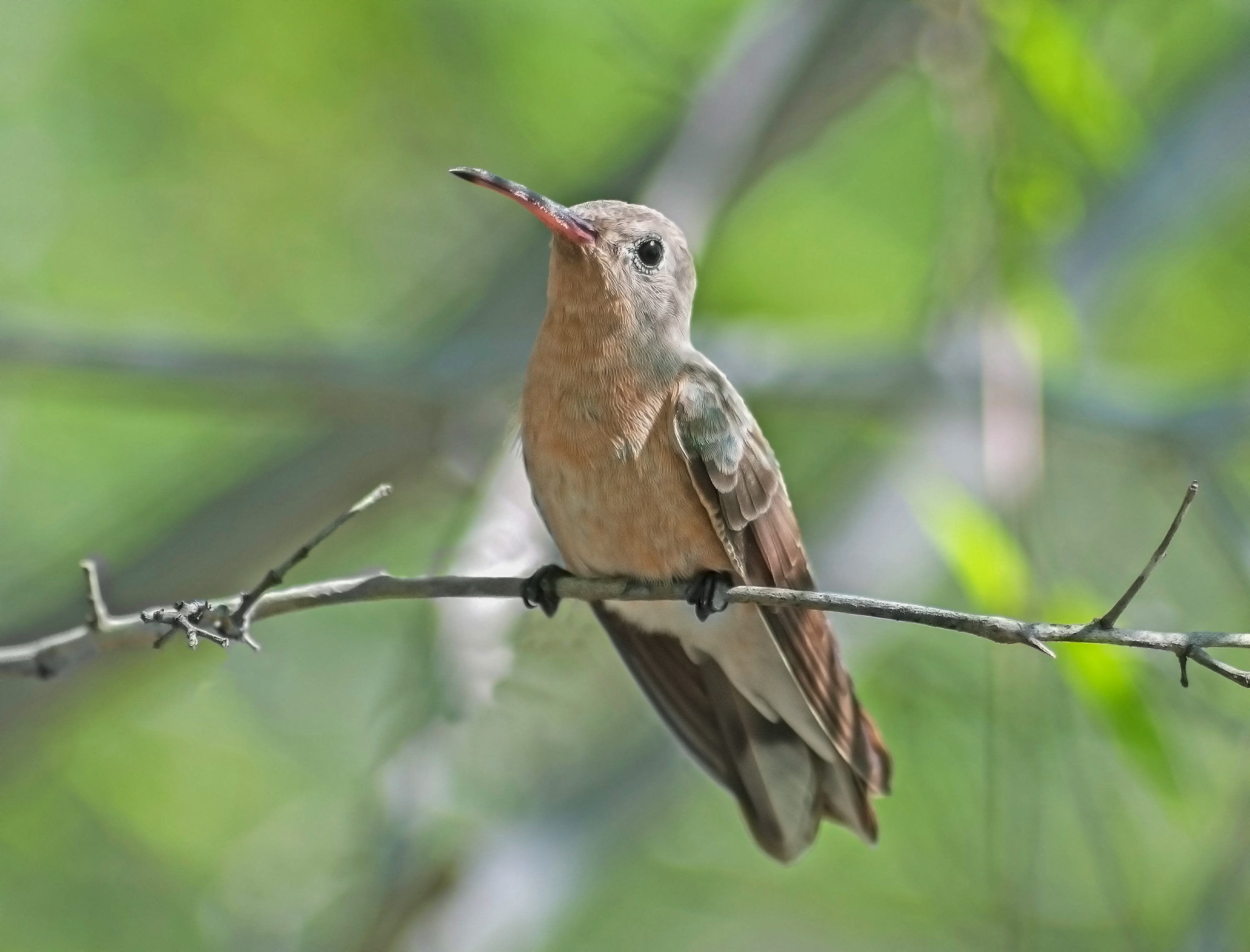 Leucippus fallax in Isla Margarita