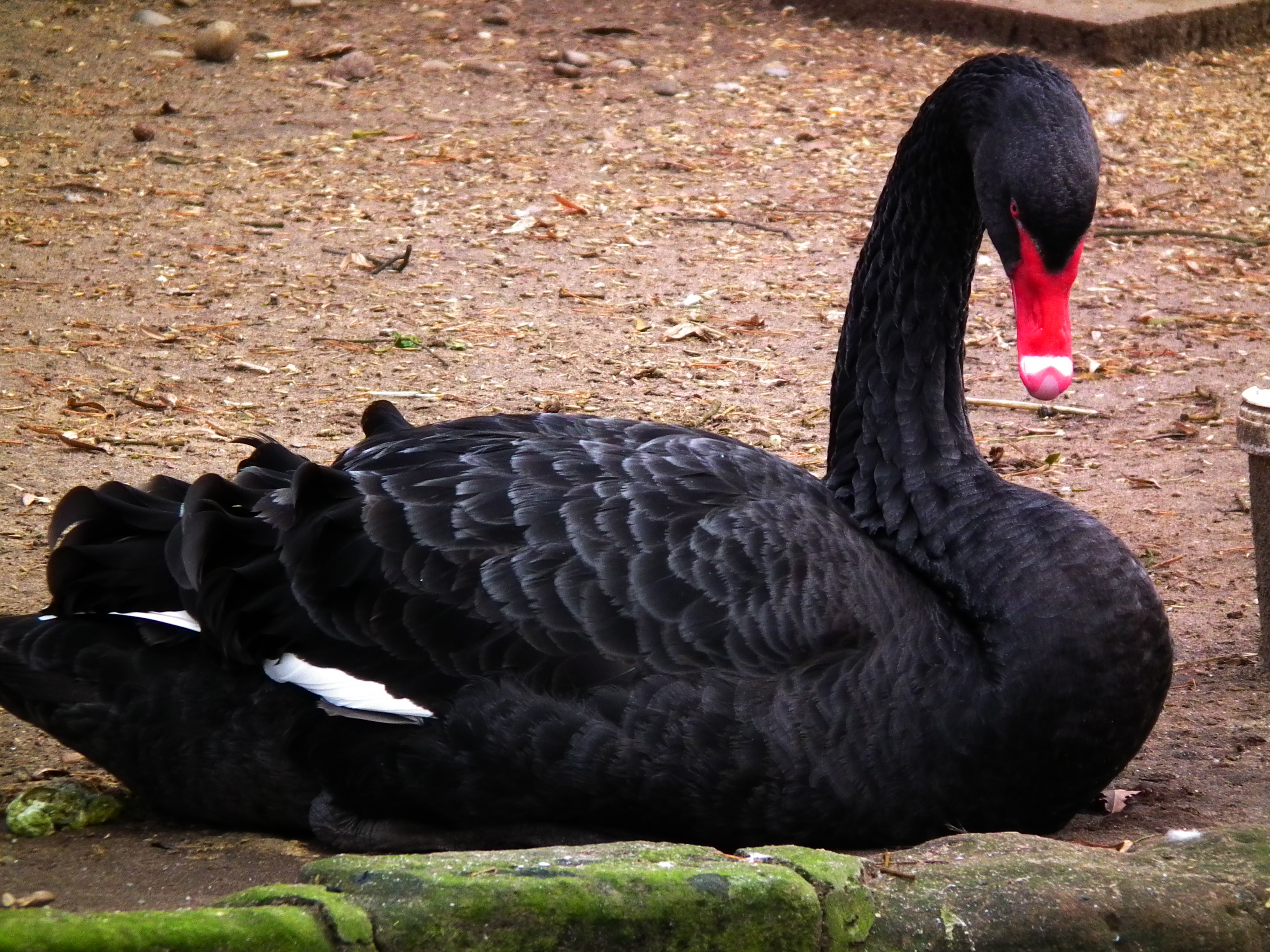 Liegender Trauerschwan Vogelpark Viernheim 2012