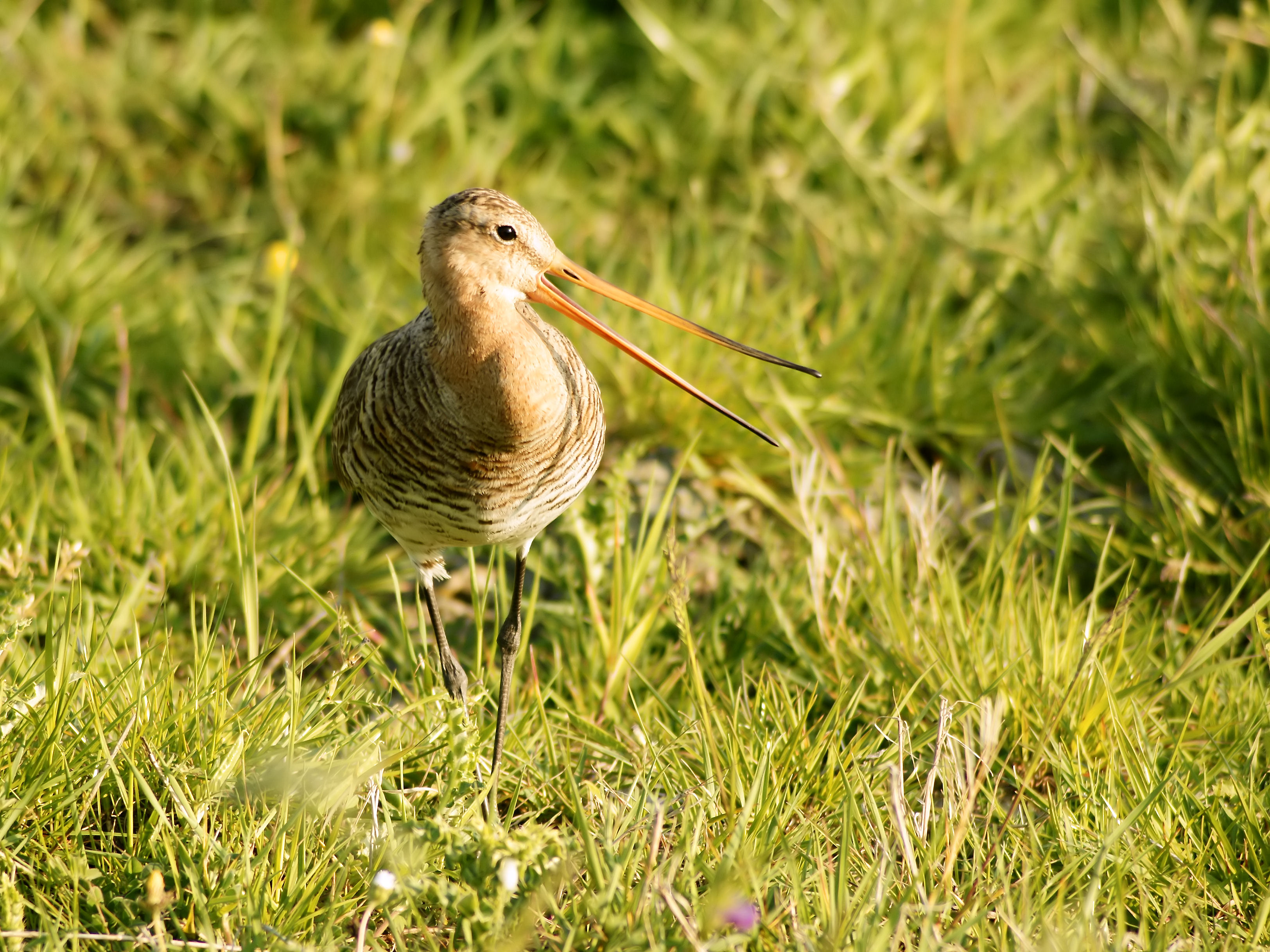 Limosa limosa (calling)