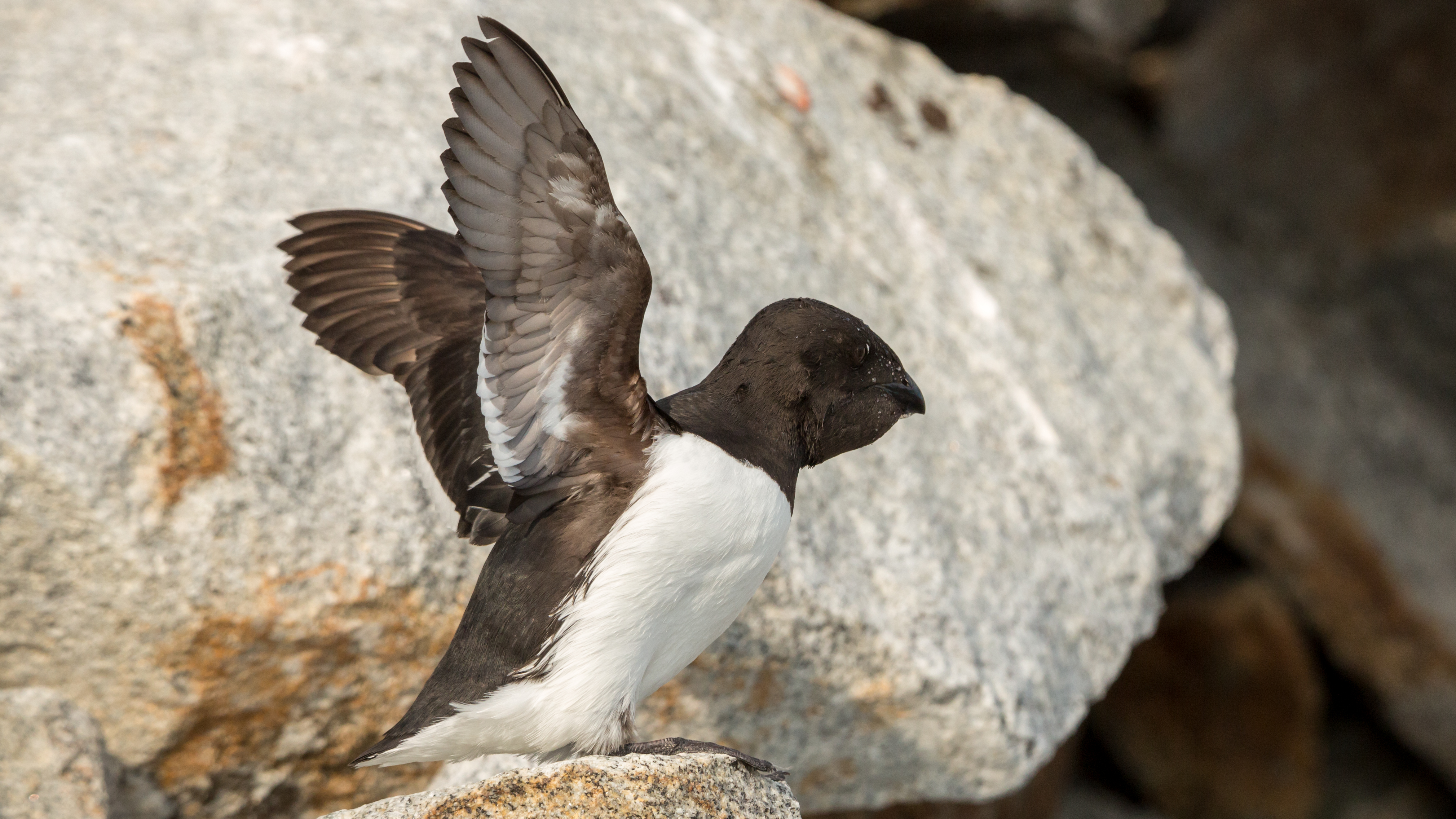 Little Auk (Alle alle), Fuglesangen, Svalbard