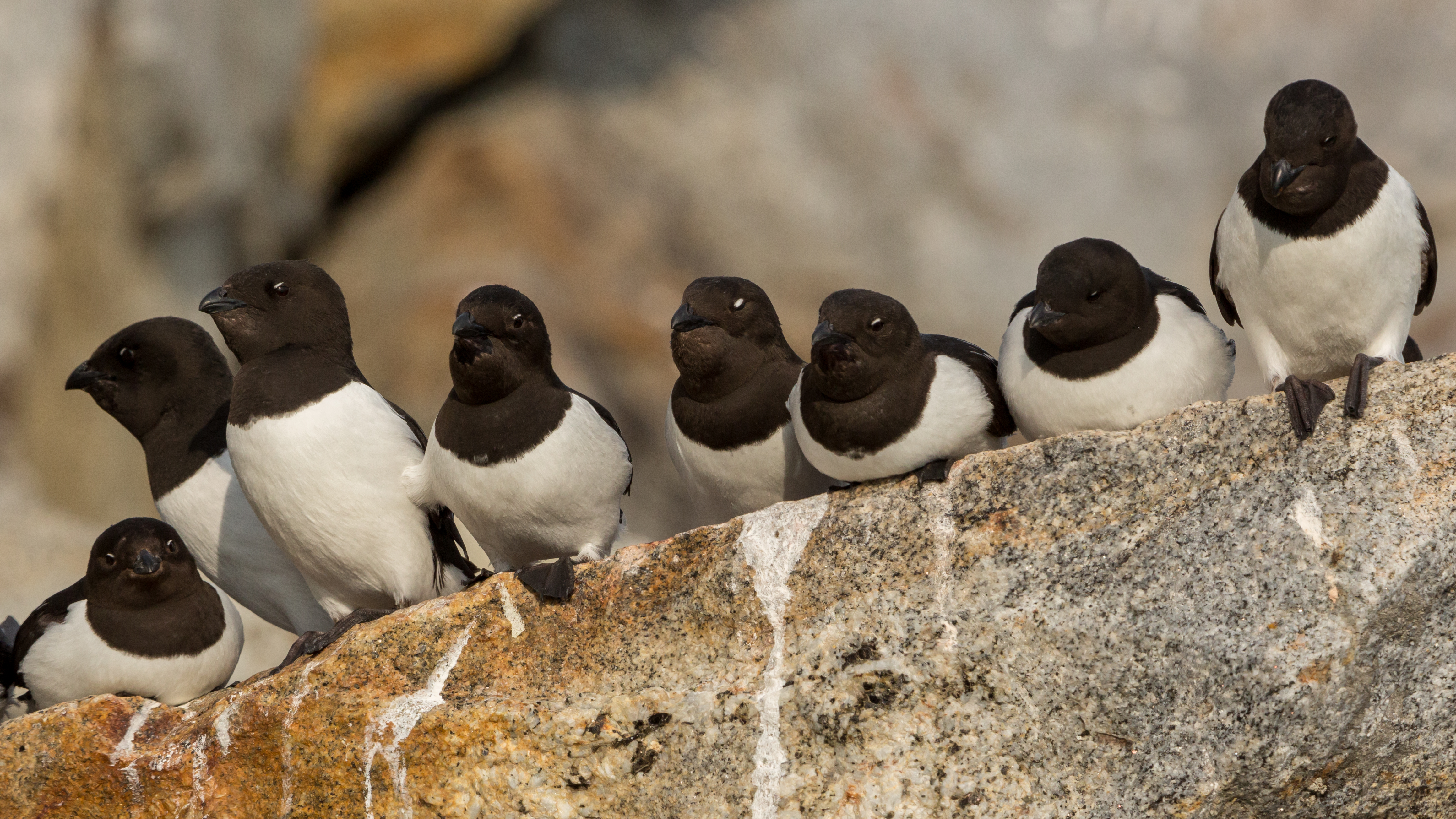 Little Auks (Alle alle), Fuglesangen, Svalbard
